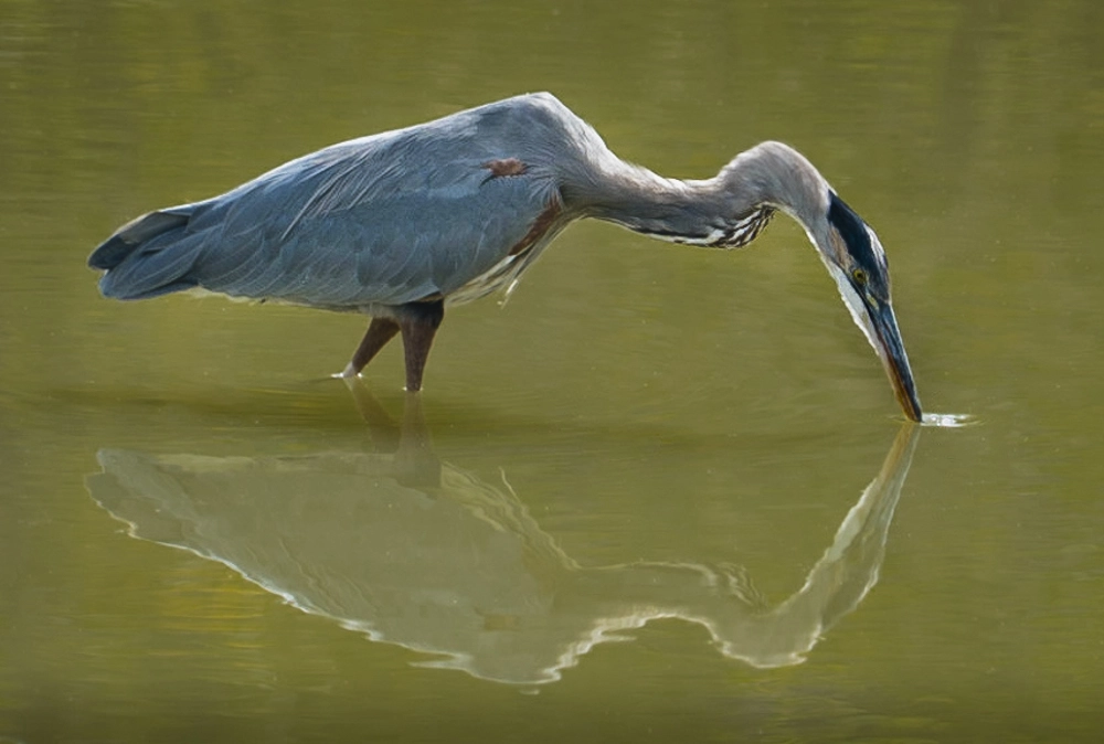 Sony FE 24-240mm F3.5-6.3 OSS sample photo. Great blue heron photography