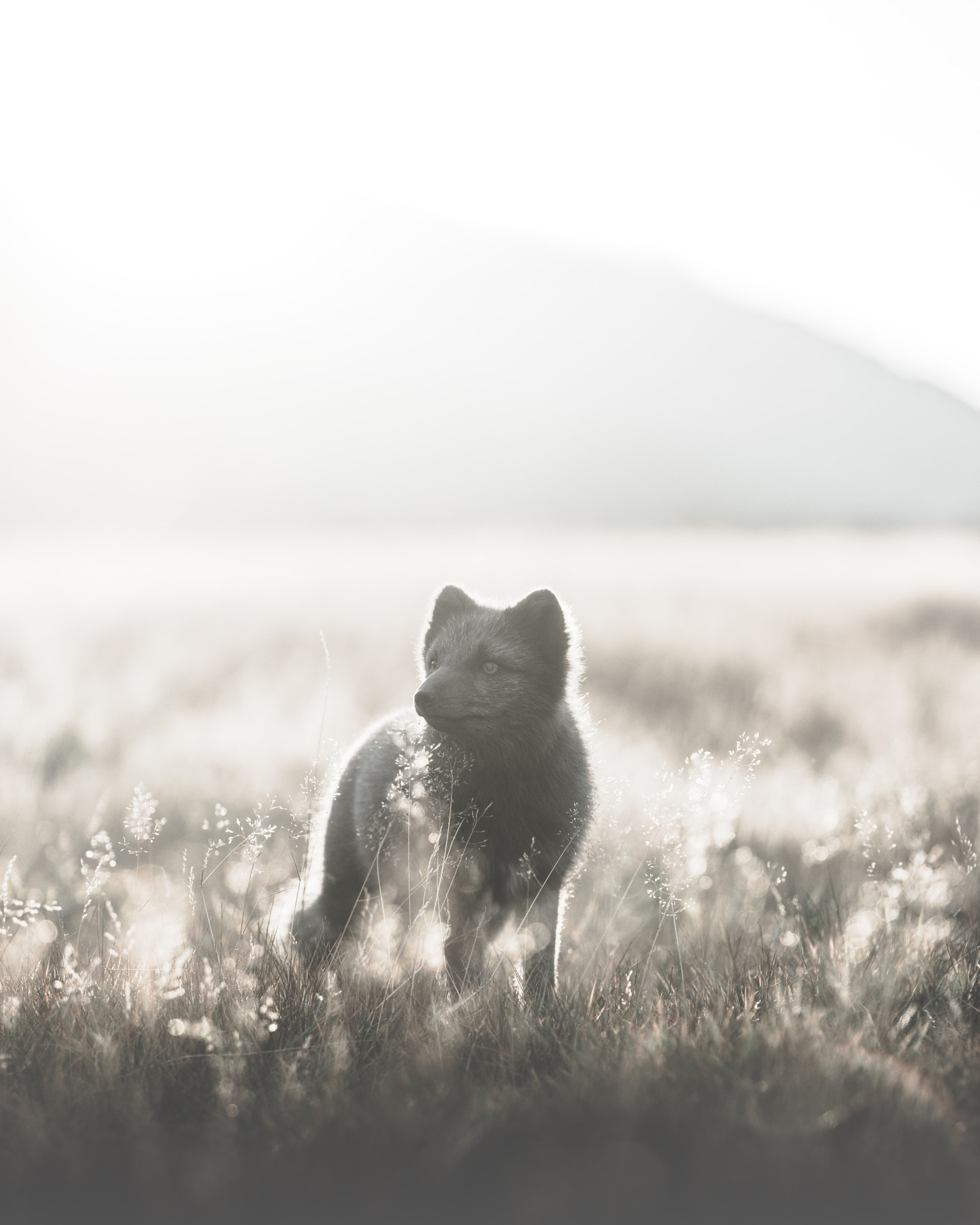 Canon EF 70-200mm F2.8L IS II USM sample photo. What do you dream of? photography