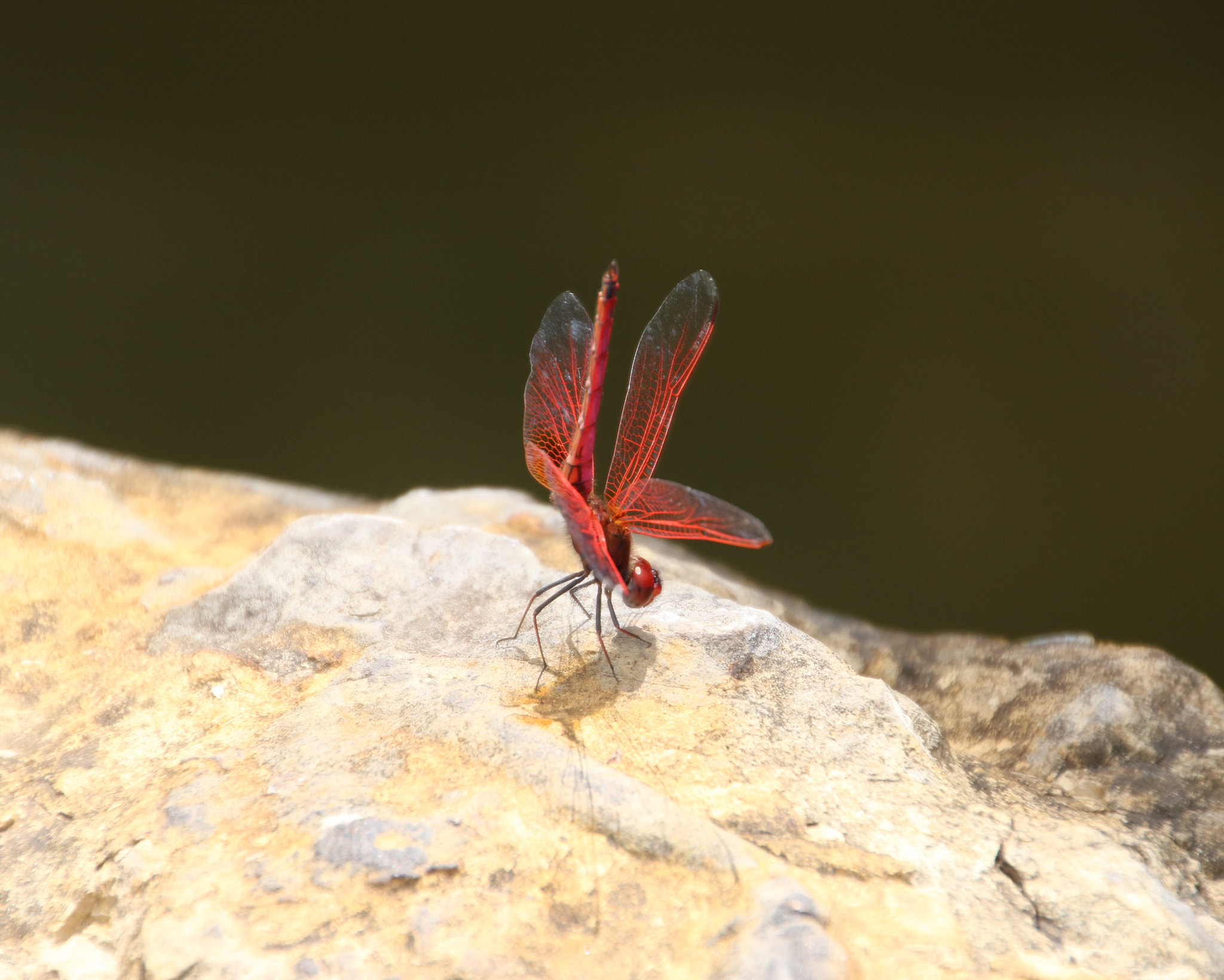 Canon EOS 750D (EOS Rebel T6i / EOS Kiss X8i) + Canon 18-270mm sample photo. Red dragonfly photography