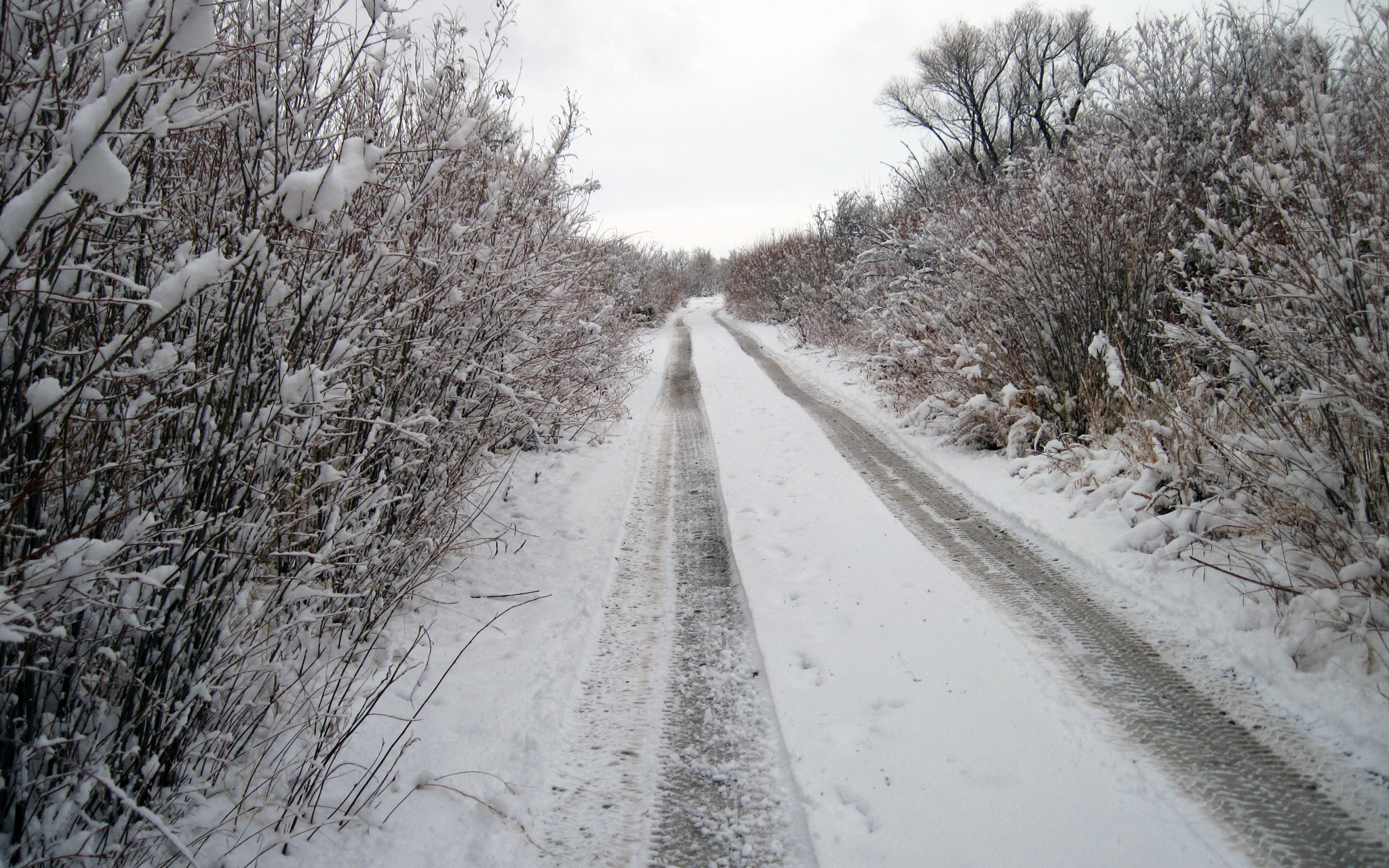 Canon PowerShot A1100 IS sample photo. Snowy path through the trees photography