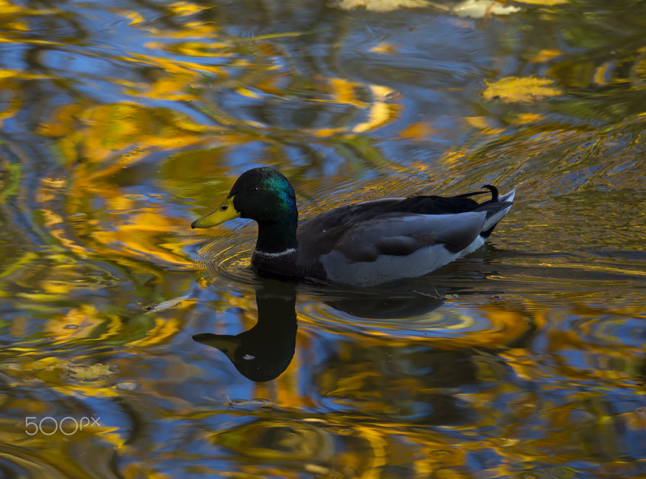 OLYMPUS M.14-150mm F4.0-5.6 II sample photo. Duck in а colorful water photography