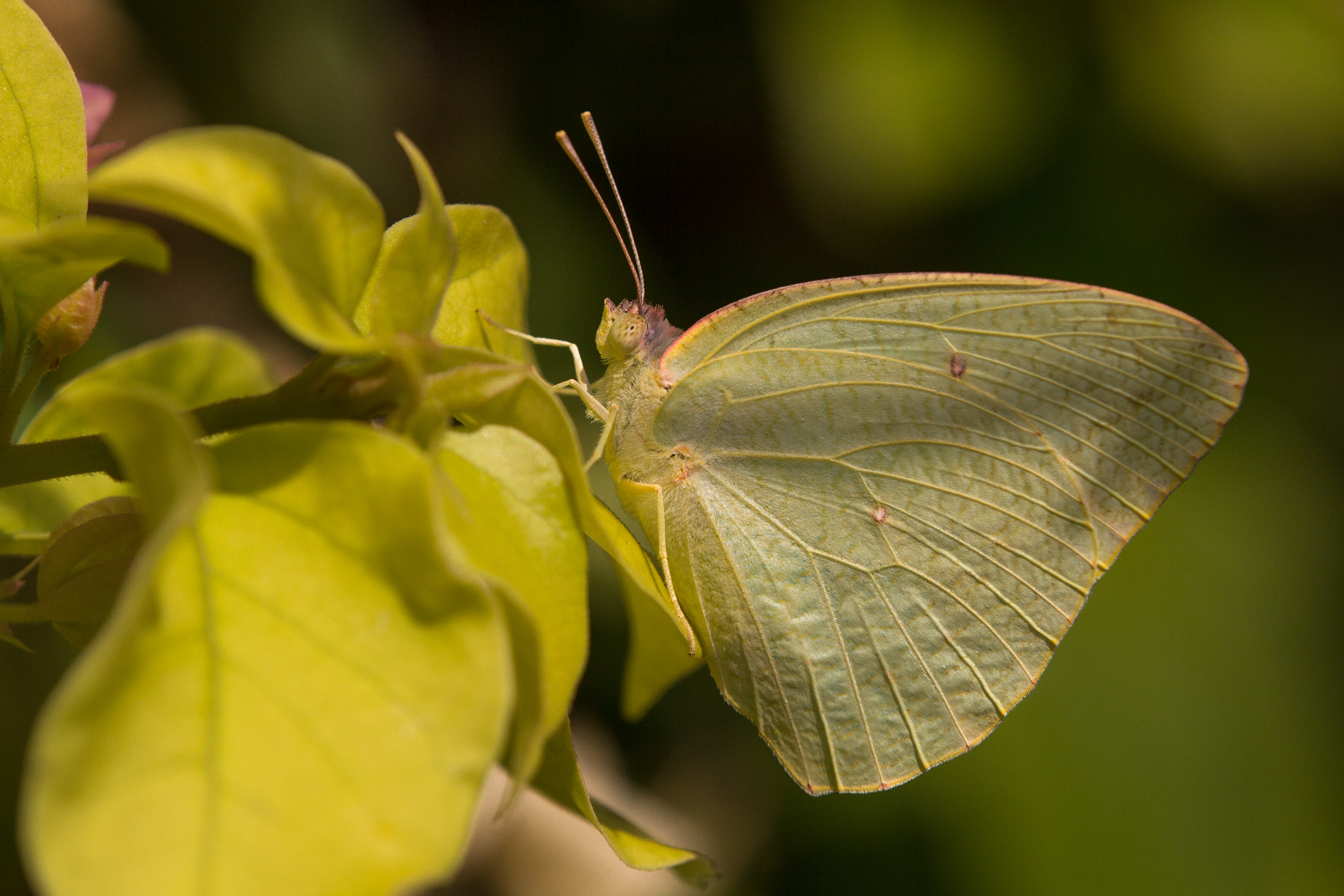 Tamron SP AF 180mm F3.5 Di LD (IF) Macro sample photo. Catopsilia florella photography