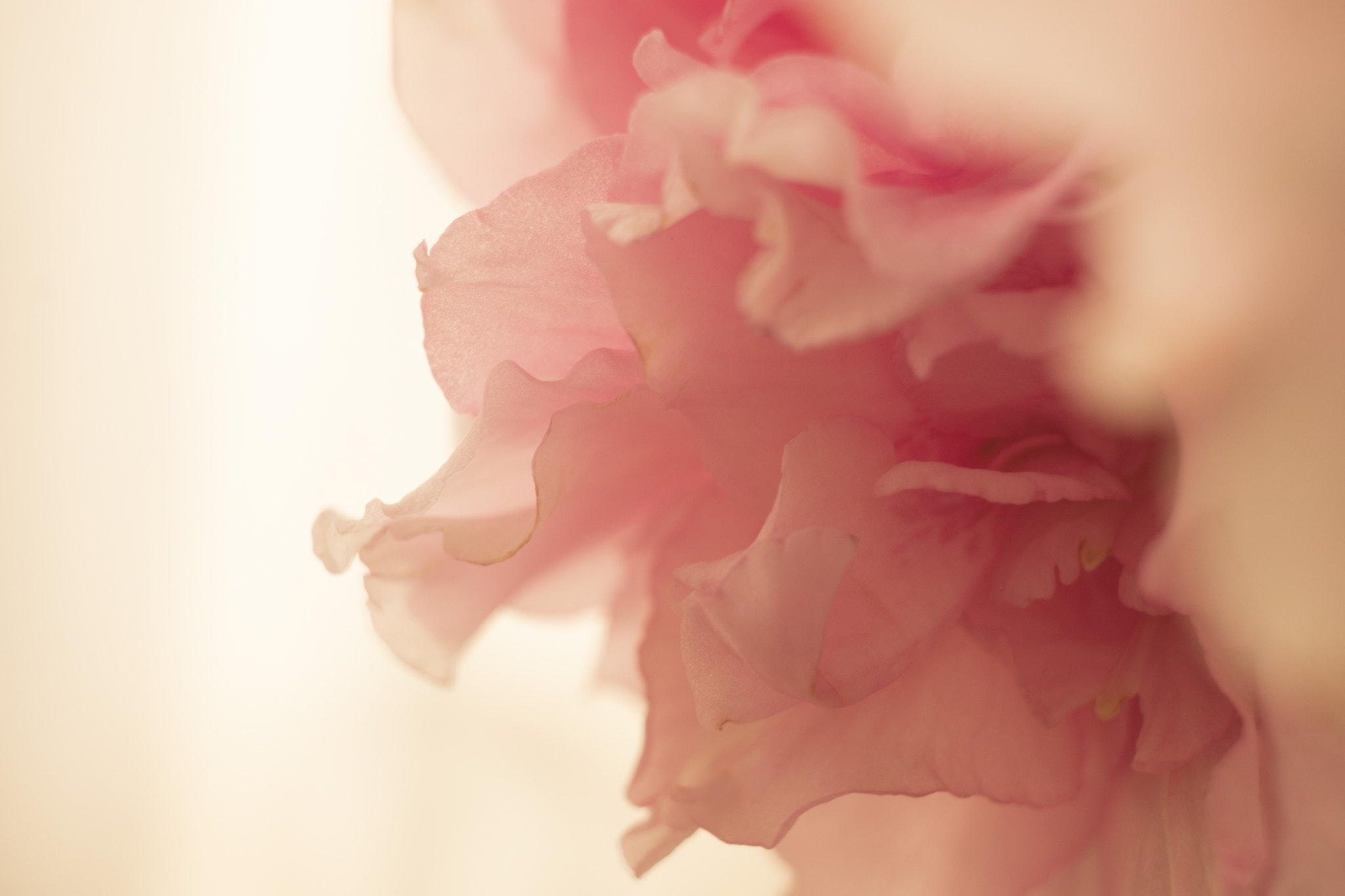 Fujifilm X-Pro2 + Fujifilm XF 60mm F2.4 R Macro sample photo