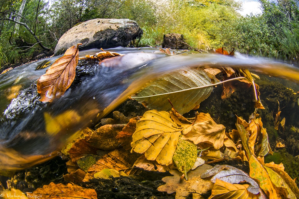 Nikon AF DX Fisheye-Nikkor 10.5mm F2.8G ED sample photo. Autumn over-under photography