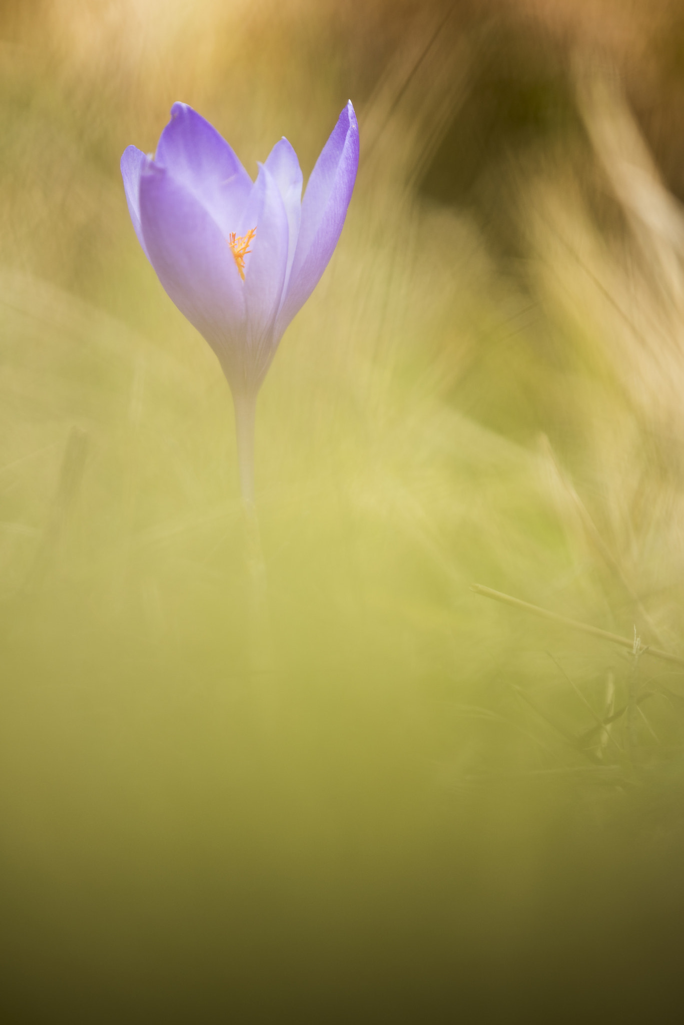 TAMRON SP 180mm F3.5 Di MACRO 1:1 B01N sample photo. Crocus photography