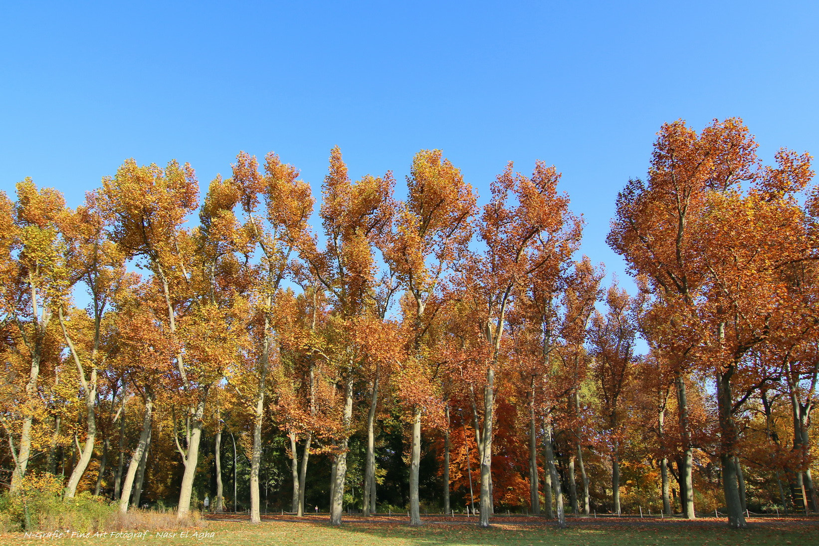 Tokina AT-X Pro 12-24mm F4 (IF) DX sample photo. Autumn is a second spring, where each leaf becomes a flower. albert camus photography
