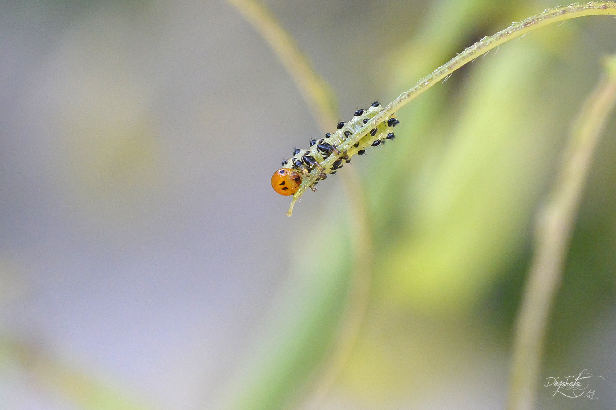 Nikon 1 V2 sample photo. Larva de avispa del rosal (arge rosae), no será un photography