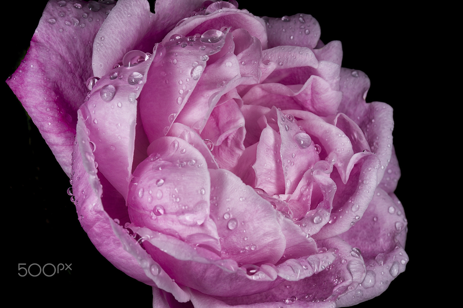Canon EOS 5DS + Canon EF 24-70mm F4L IS USM sample photo. Rose in rain photography