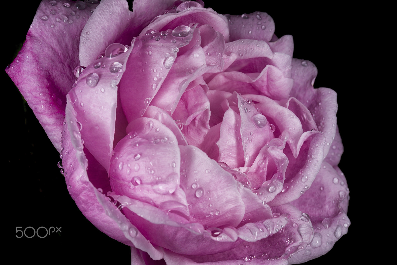 Canon EF 24-70mm F4L IS USM sample photo. Rose in rain photography