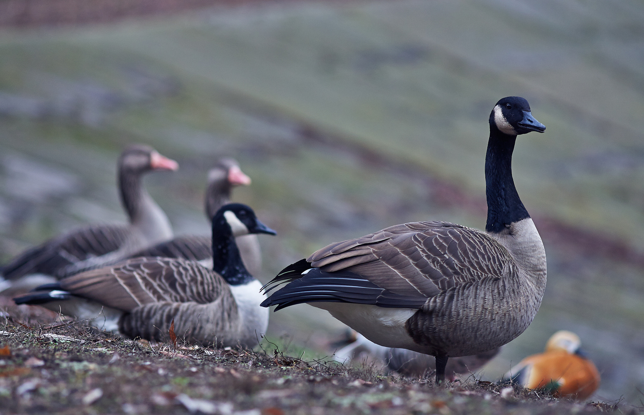 Canon EOS-1D Mark II N + Canon EF 200mm f/2.8L sample photo. Orange bird photography