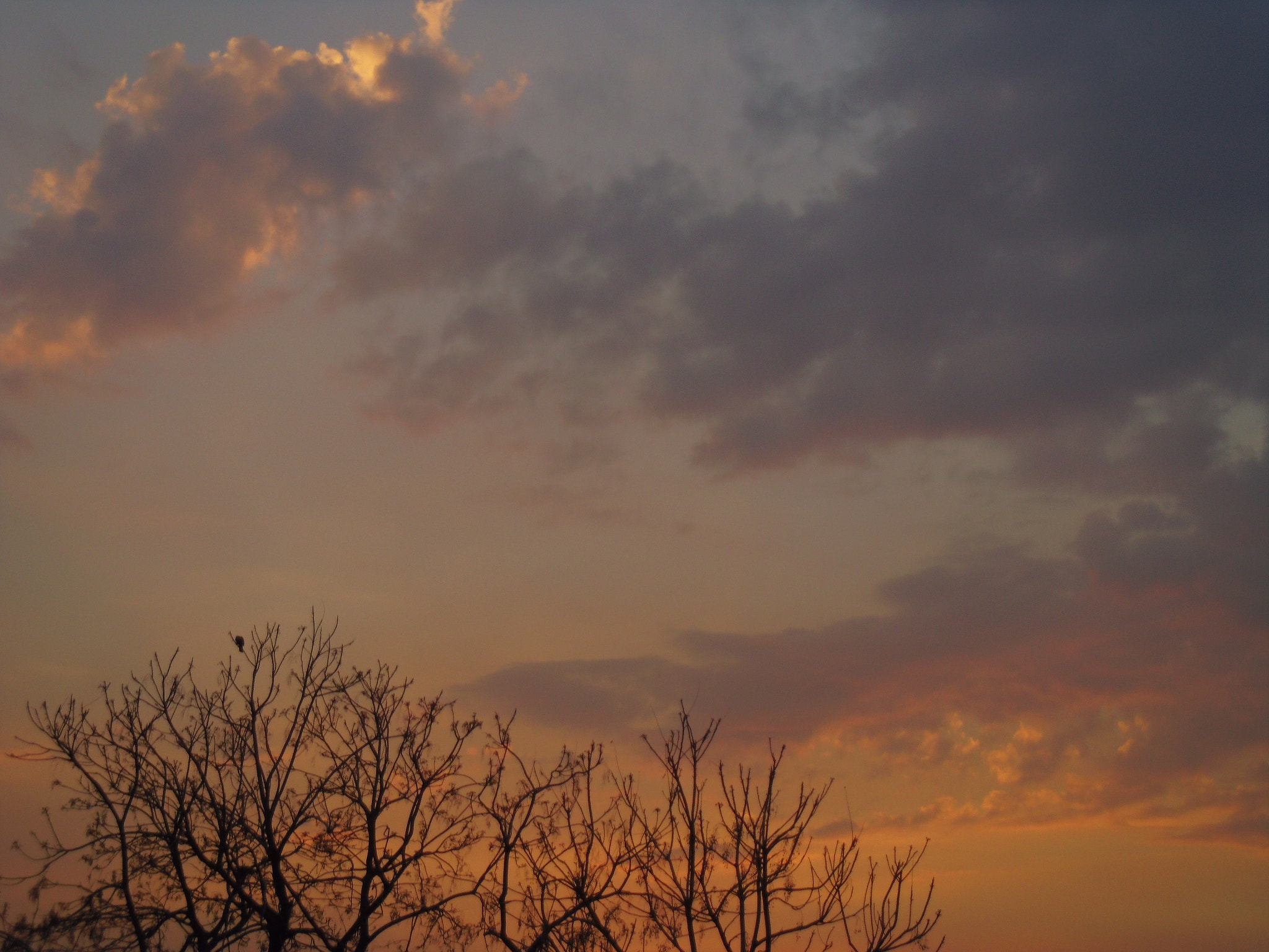 Pentax OPTIO LS465 sample photo. Autumn&sunset photography