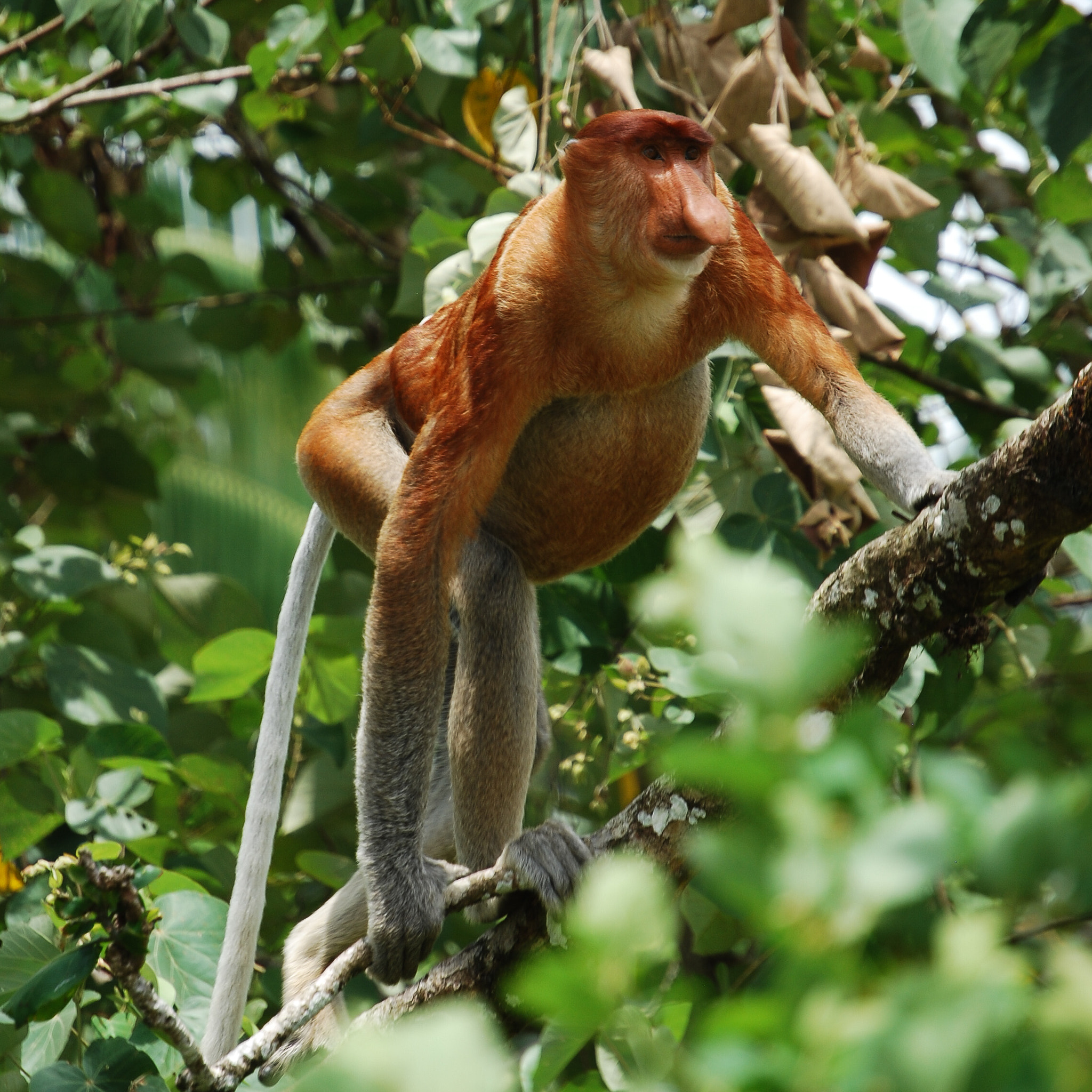 Nikon D60 sample photo. Dutch monkey photography