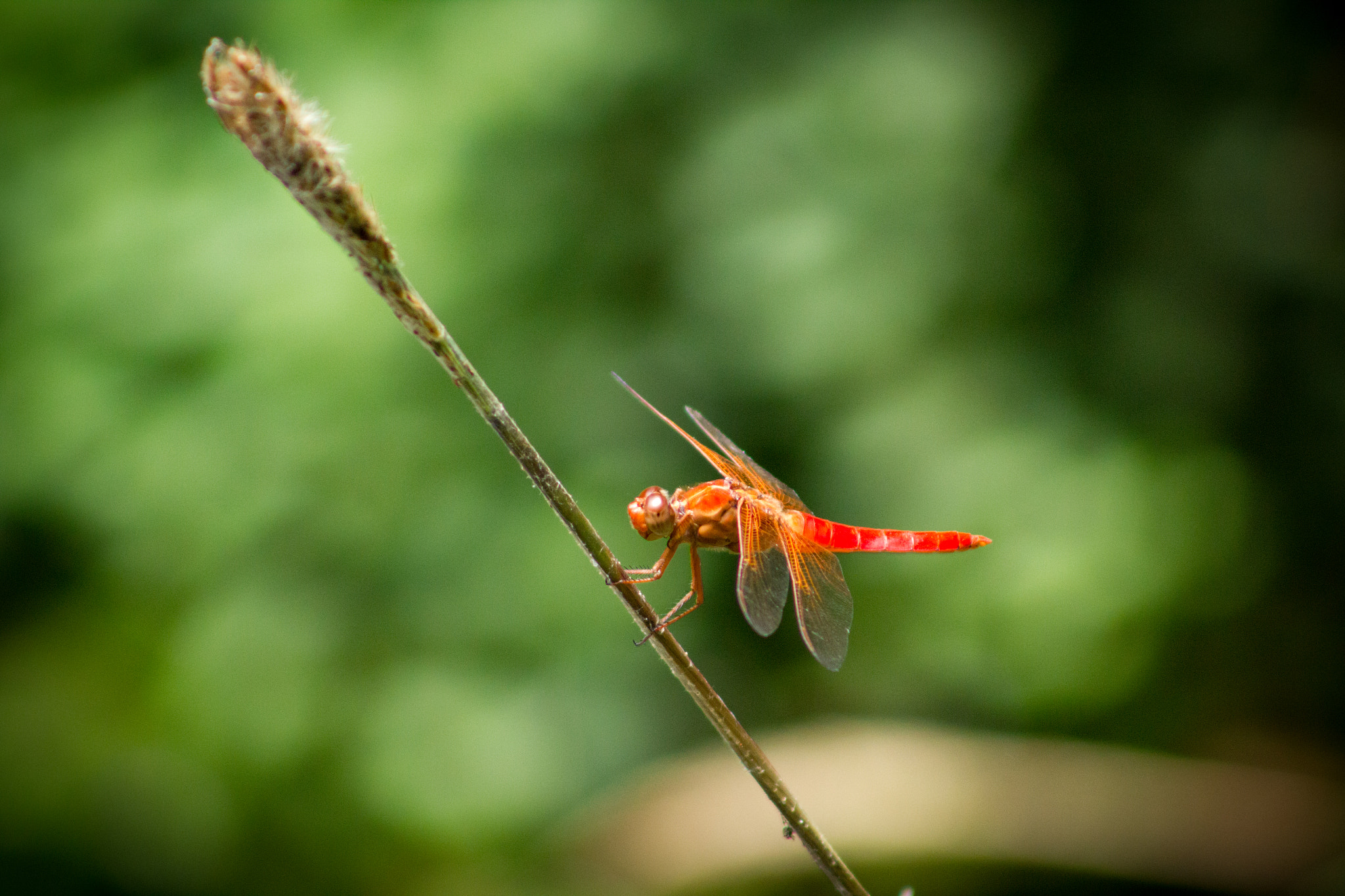 Canon EF 75-300mm f/4-5.6 USM sample photo. Red dragonfly photography