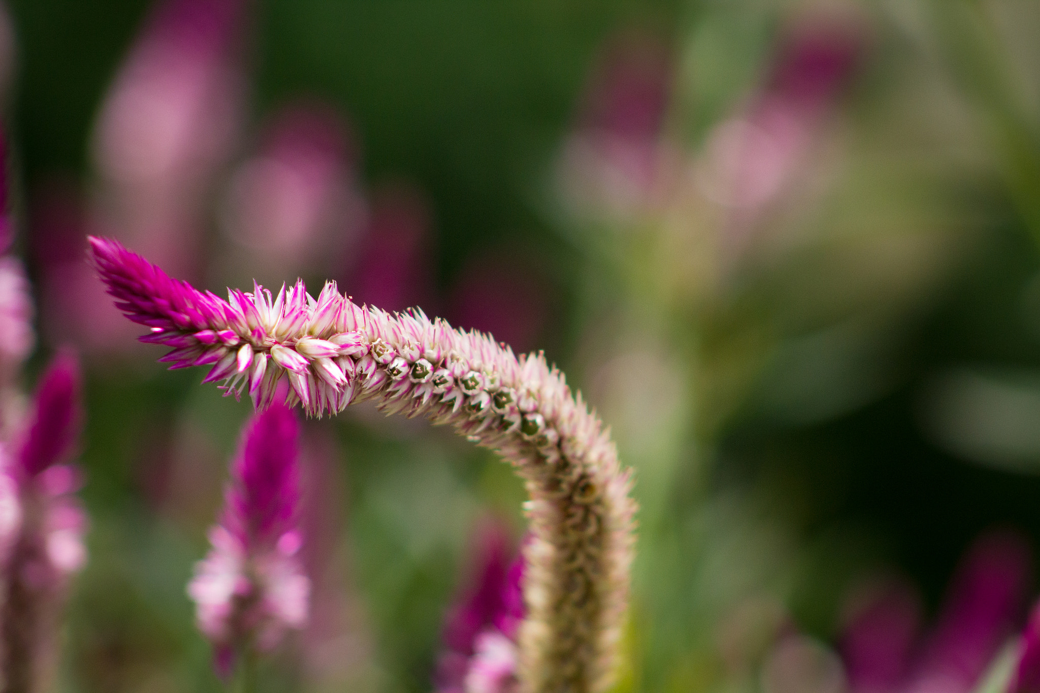 Canon EF 75-300mm f/4-5.6 USM sample photo. Flume flower photography