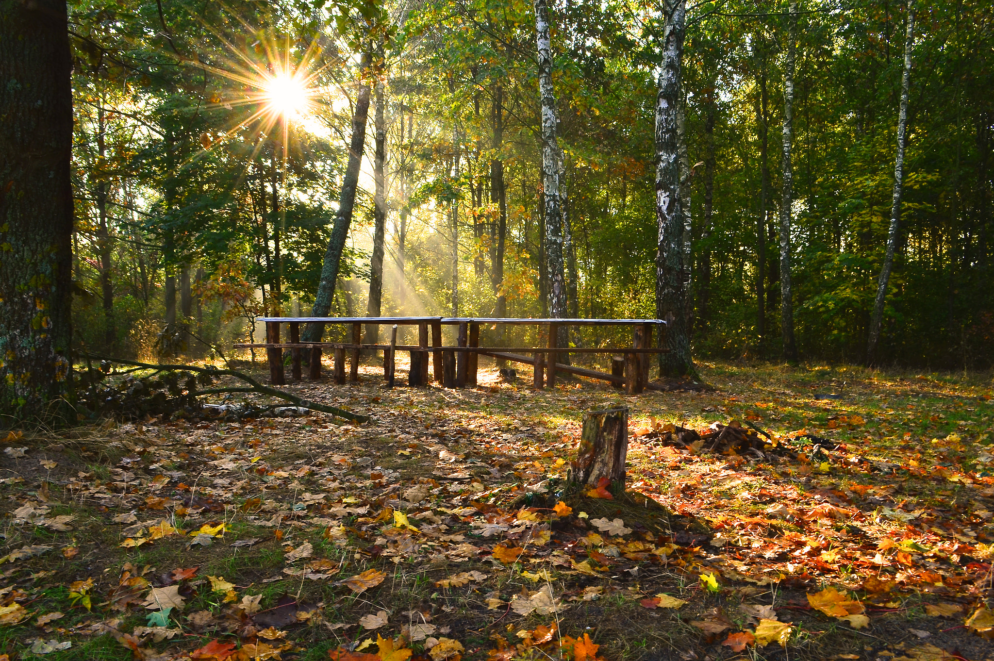 Nikon D5100 sample photo. Autumn forest photography