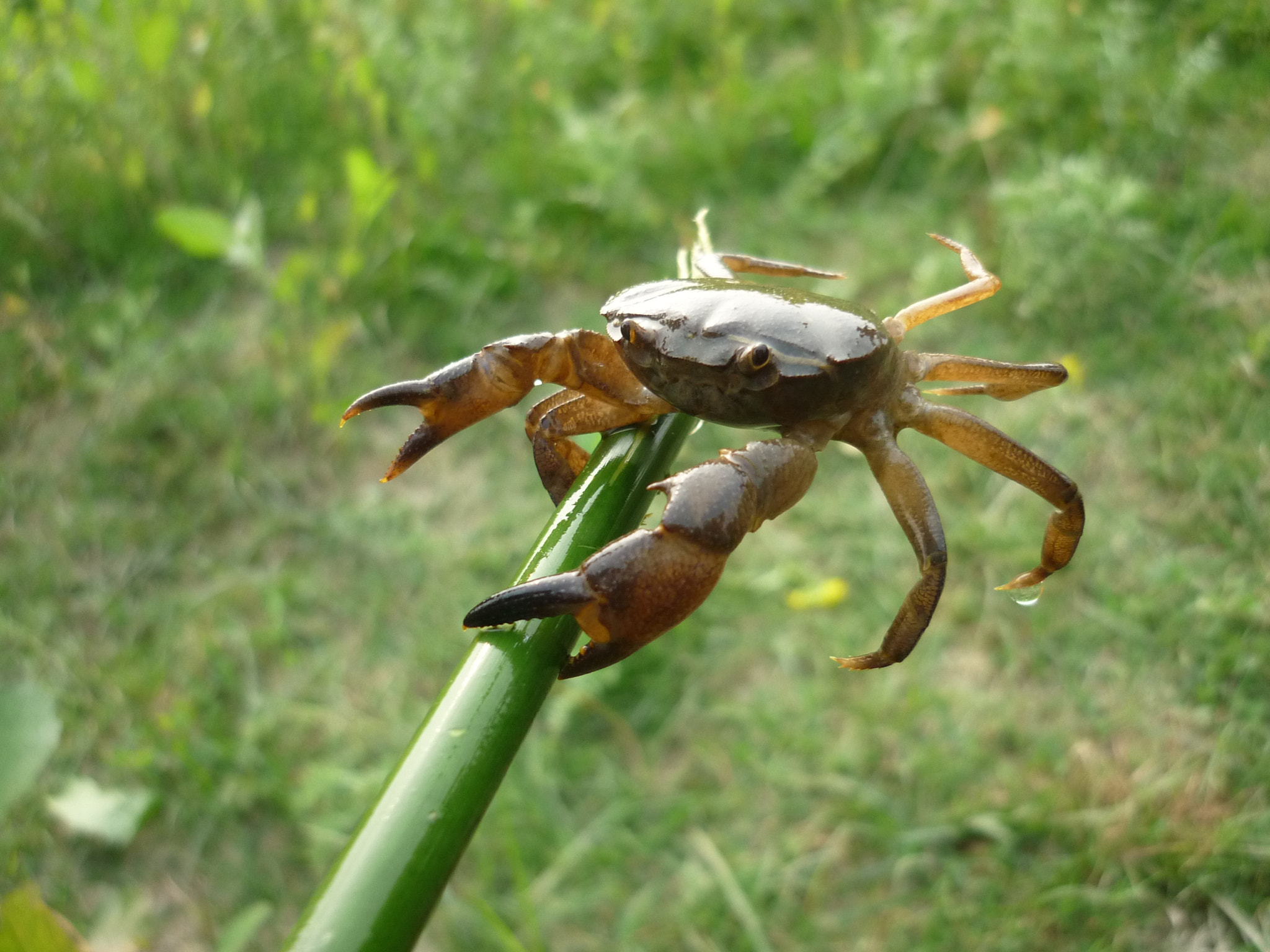 Panasonic DMC-LS85 sample photo. The gecarcinus quadratus photography