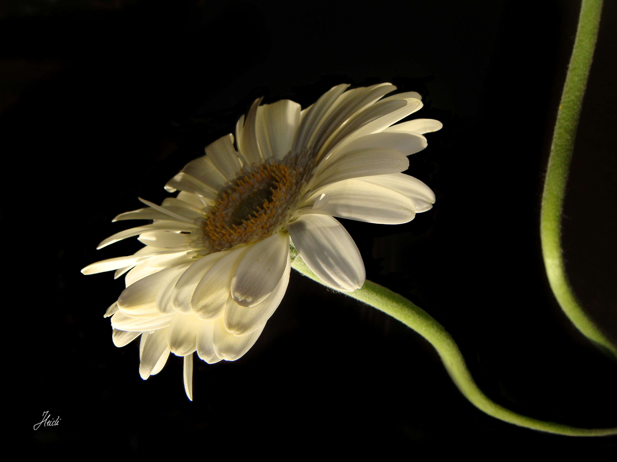 Sony DSC-T77 sample photo. ~ swinging gerbera ~ photography