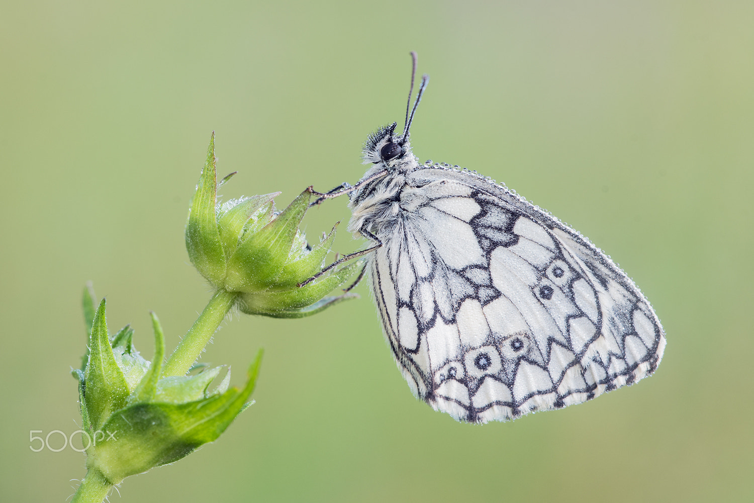 Nikon D500 + Sigma 150mm F2.8 EX DG Macro HSM sample photo. Marbled white (melanargia galathea) photography