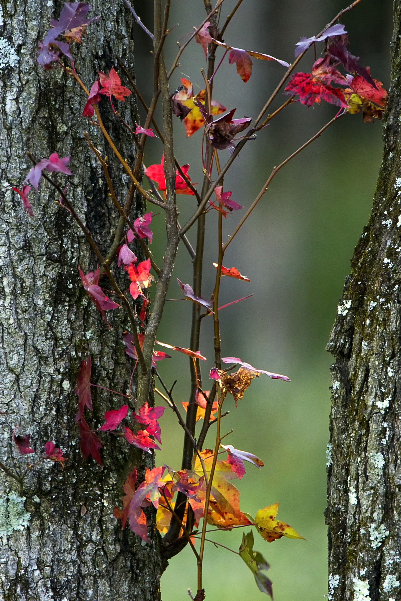 Sony ILCA-77M2 + Tamron SP 150-600mm F5-6.3 Di VC USD sample photo. Hints of color photography