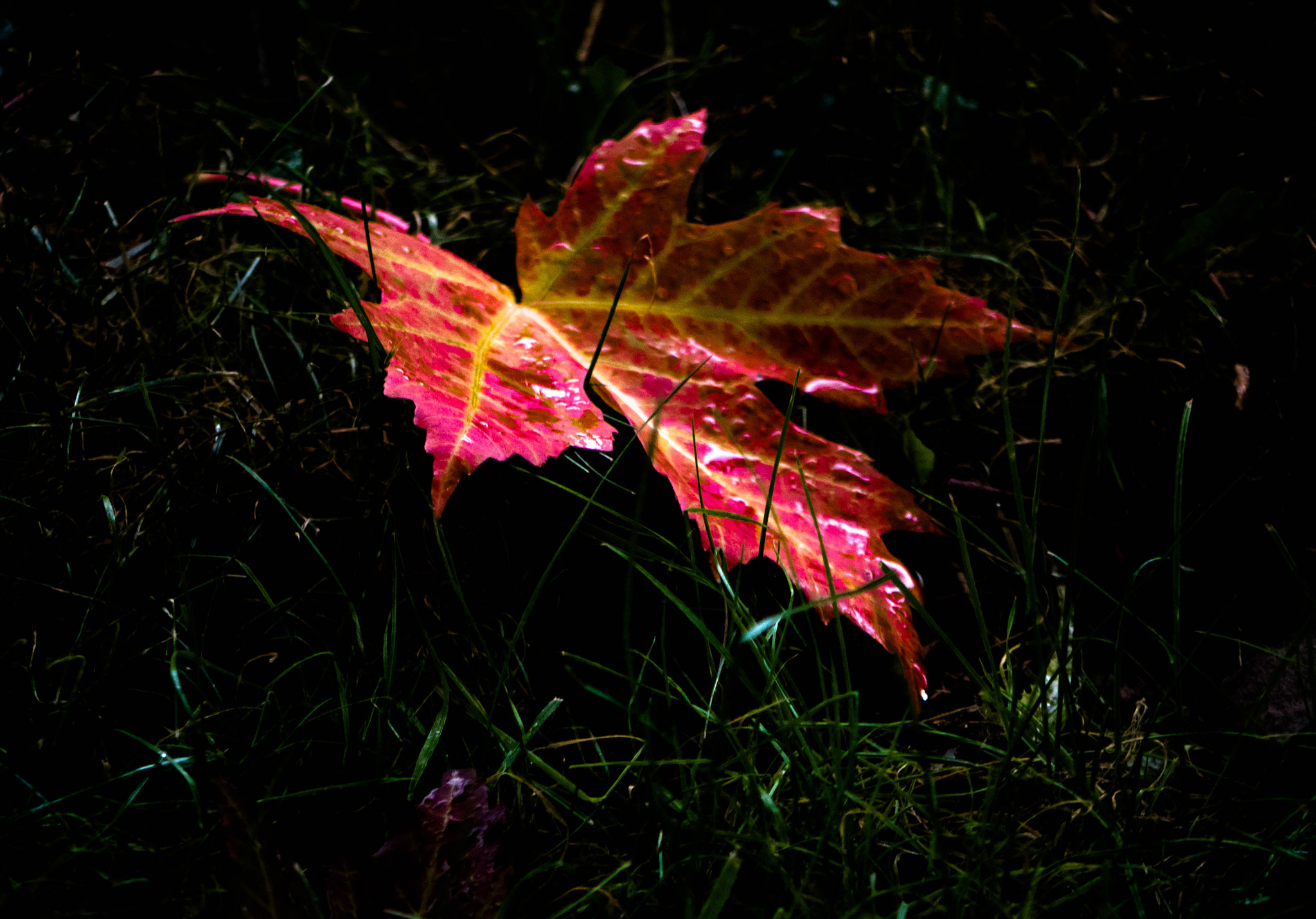 Panasonic Lumix G Vario 45-200mm F4-5.6 OIS sample photo. Scènes d'automne - rose photography