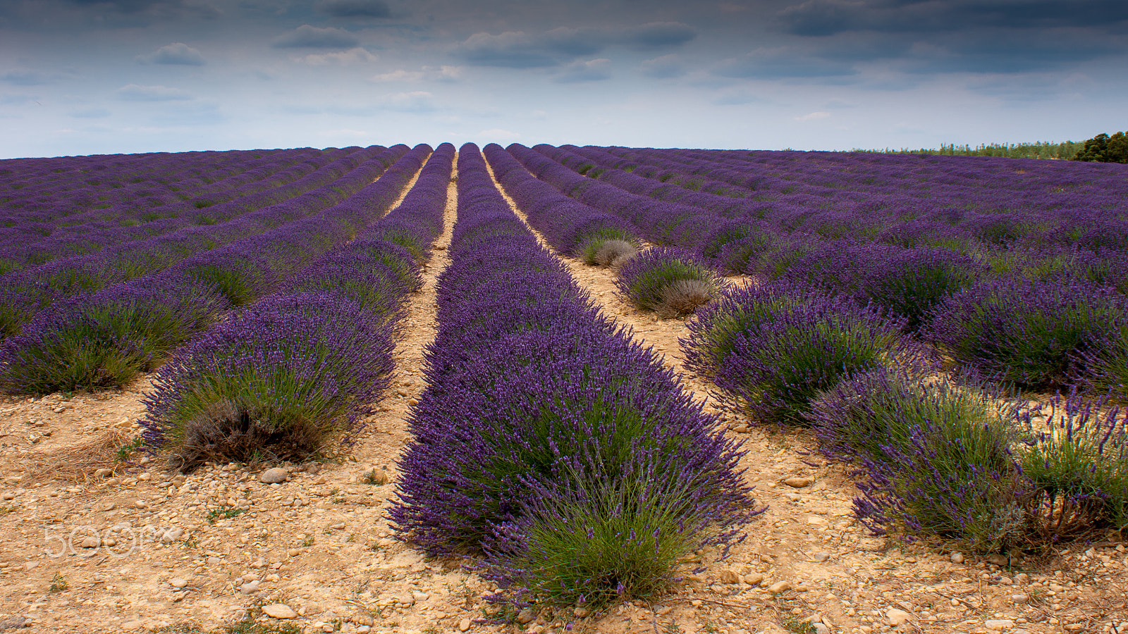Sony Alpha DSLR-A700 sample photo. Lavande field photography