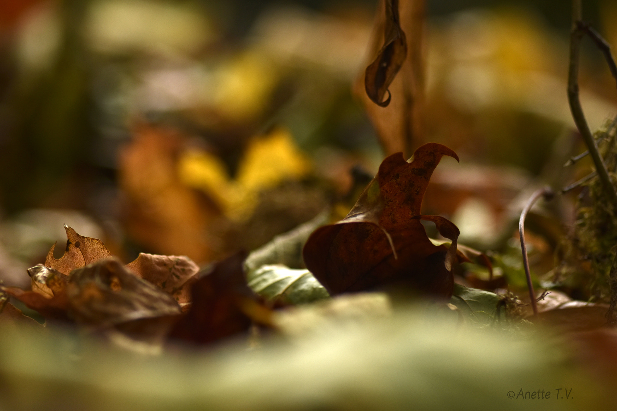 Nikon D5500 sample photo. Autumn colors .. photography