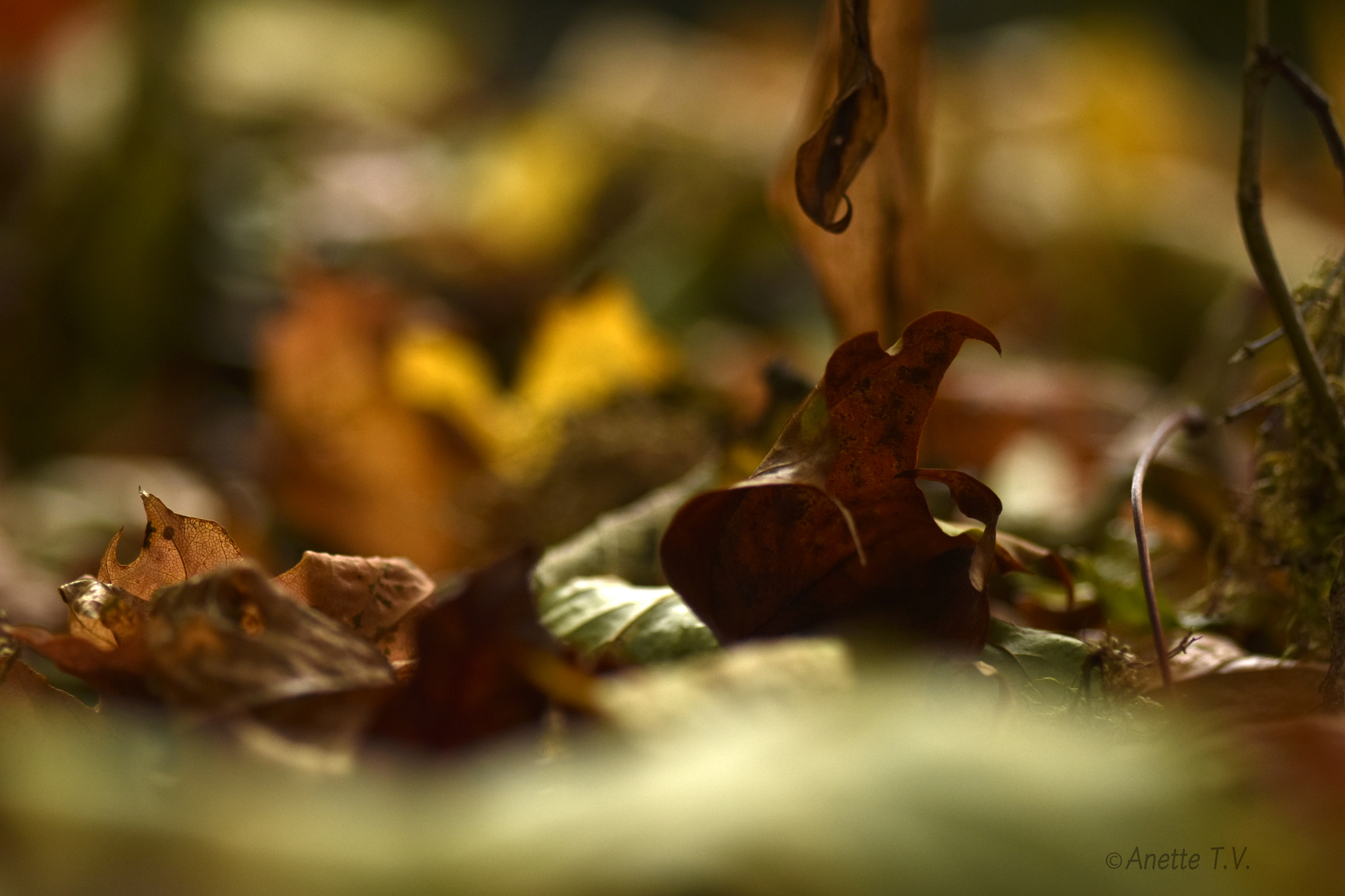 Nikon AF-S Micro-Nikkor 105mm F2.8G IF-ED VR sample photo. Autumn colors .. photography