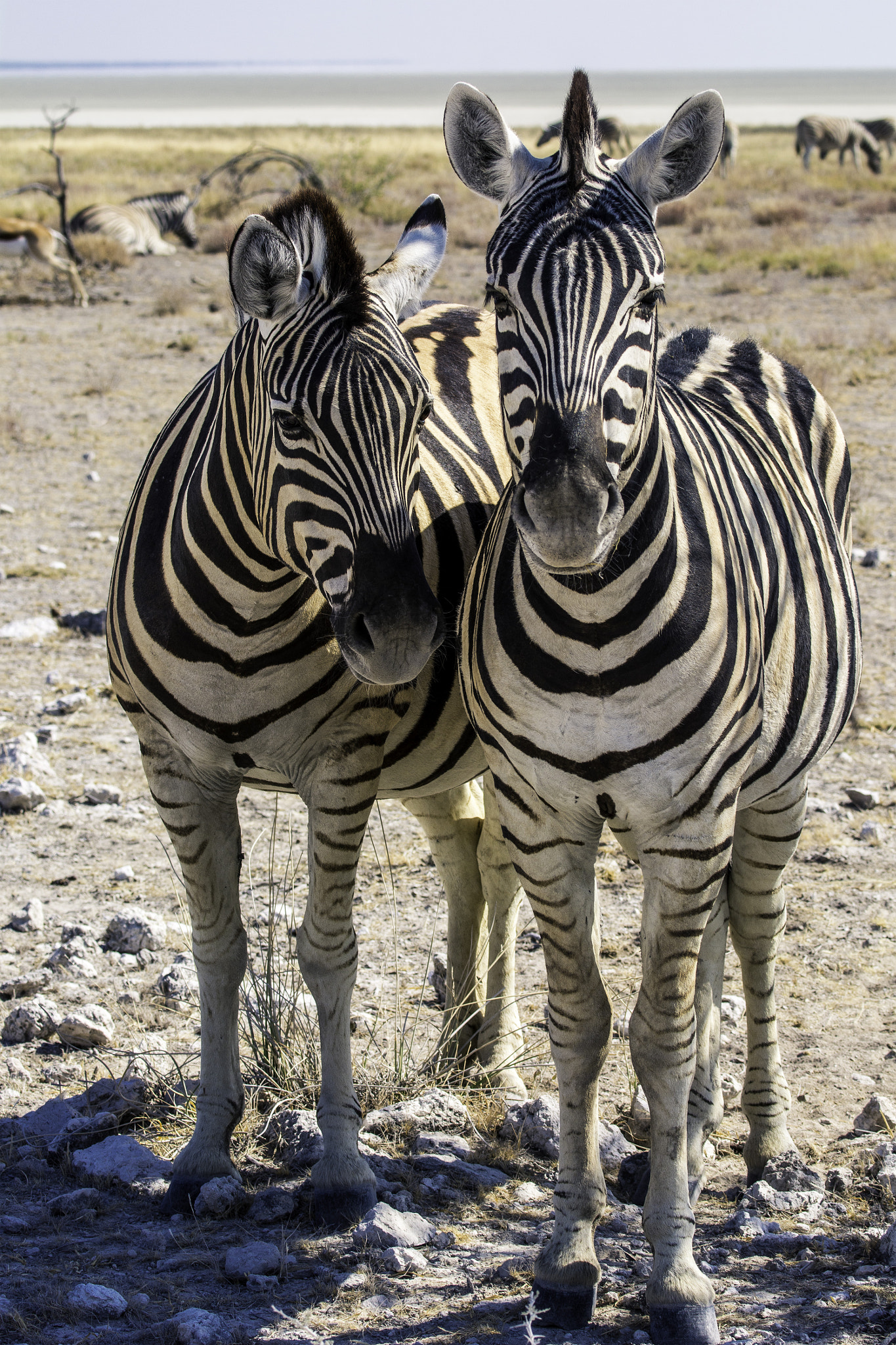 Nikon D7100 sample photo. Zebras photography