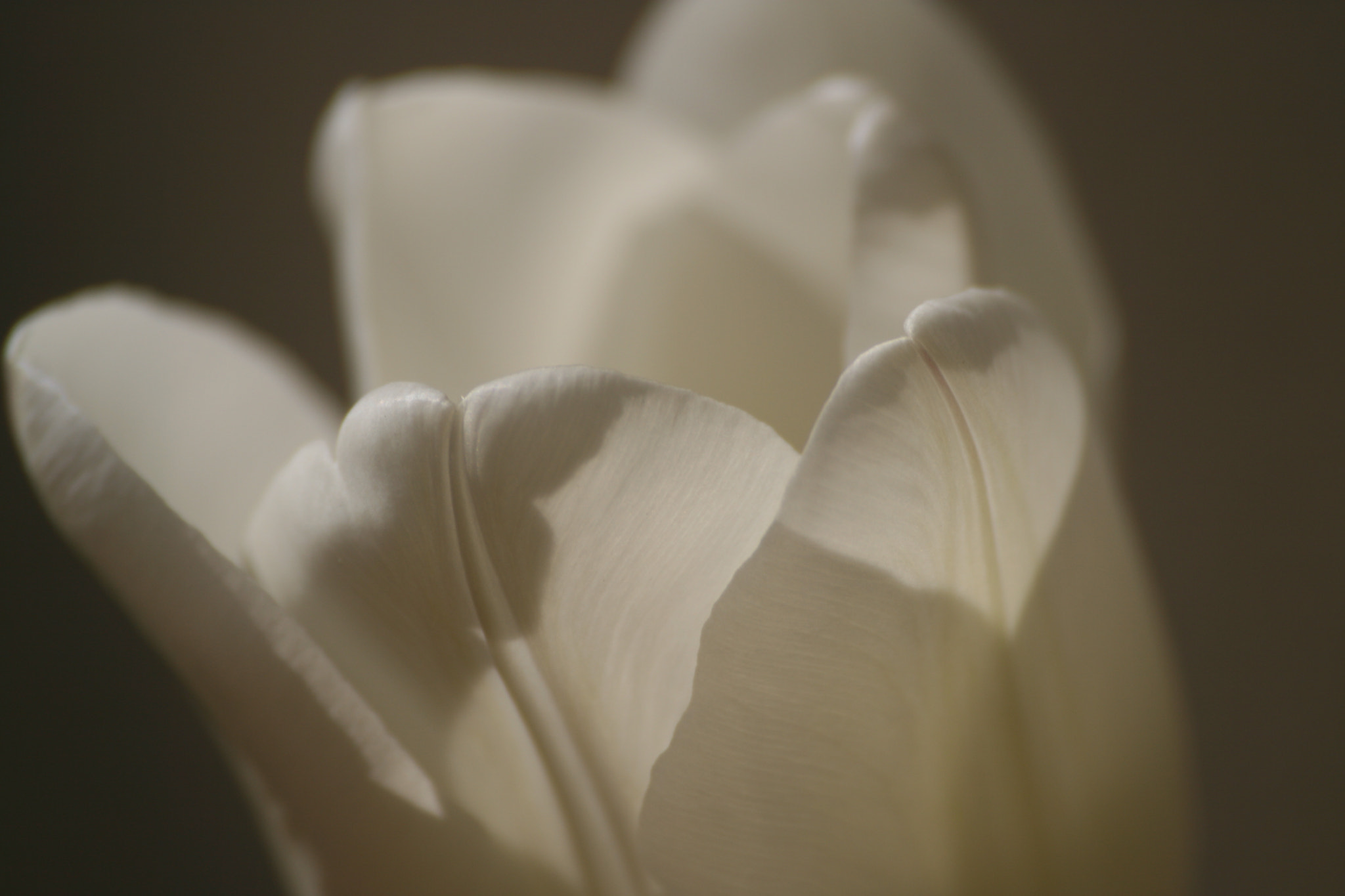 Sigma 70-300mm F4-5.6 APO DG Macro sample photo