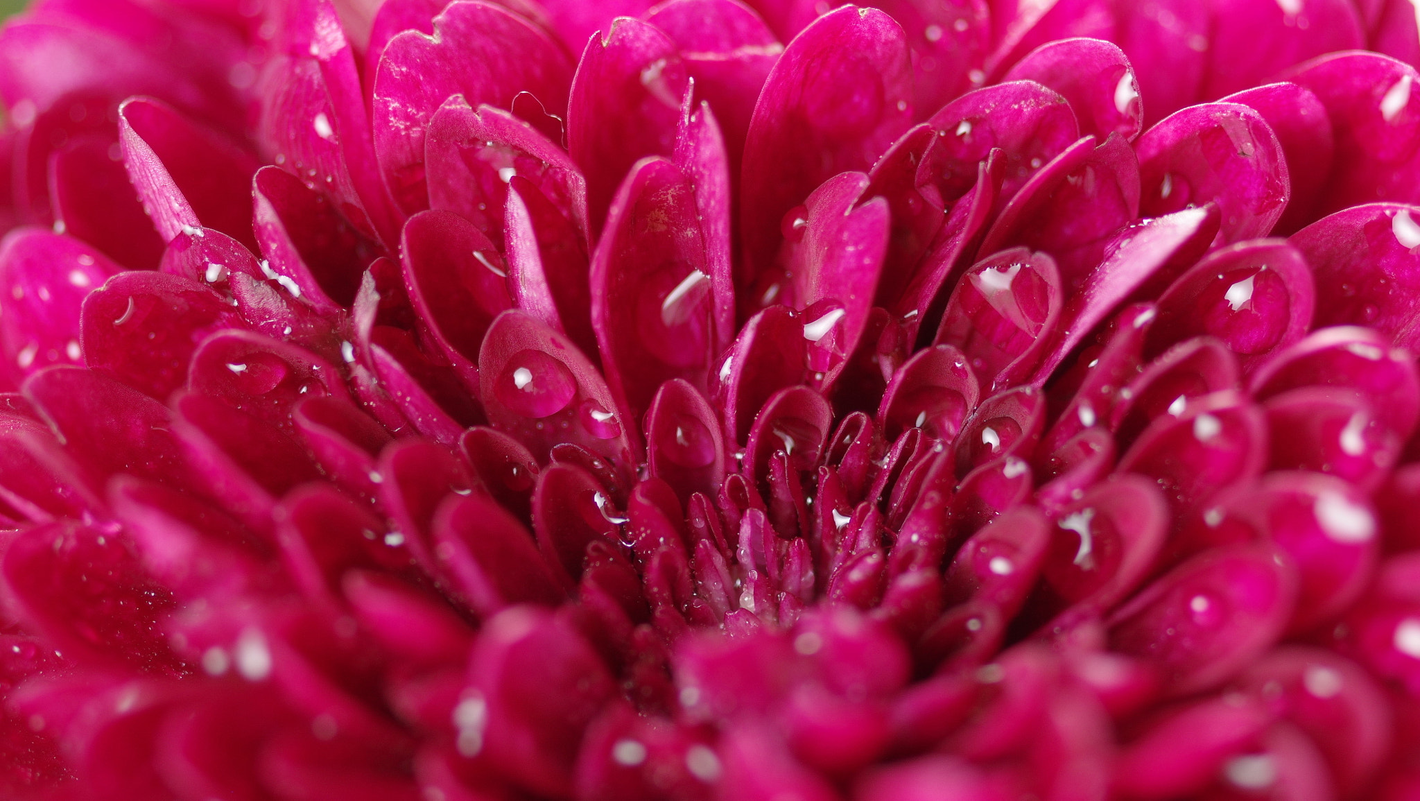 Pentax smc D-FA 50mm F2.8 Macro sample photo