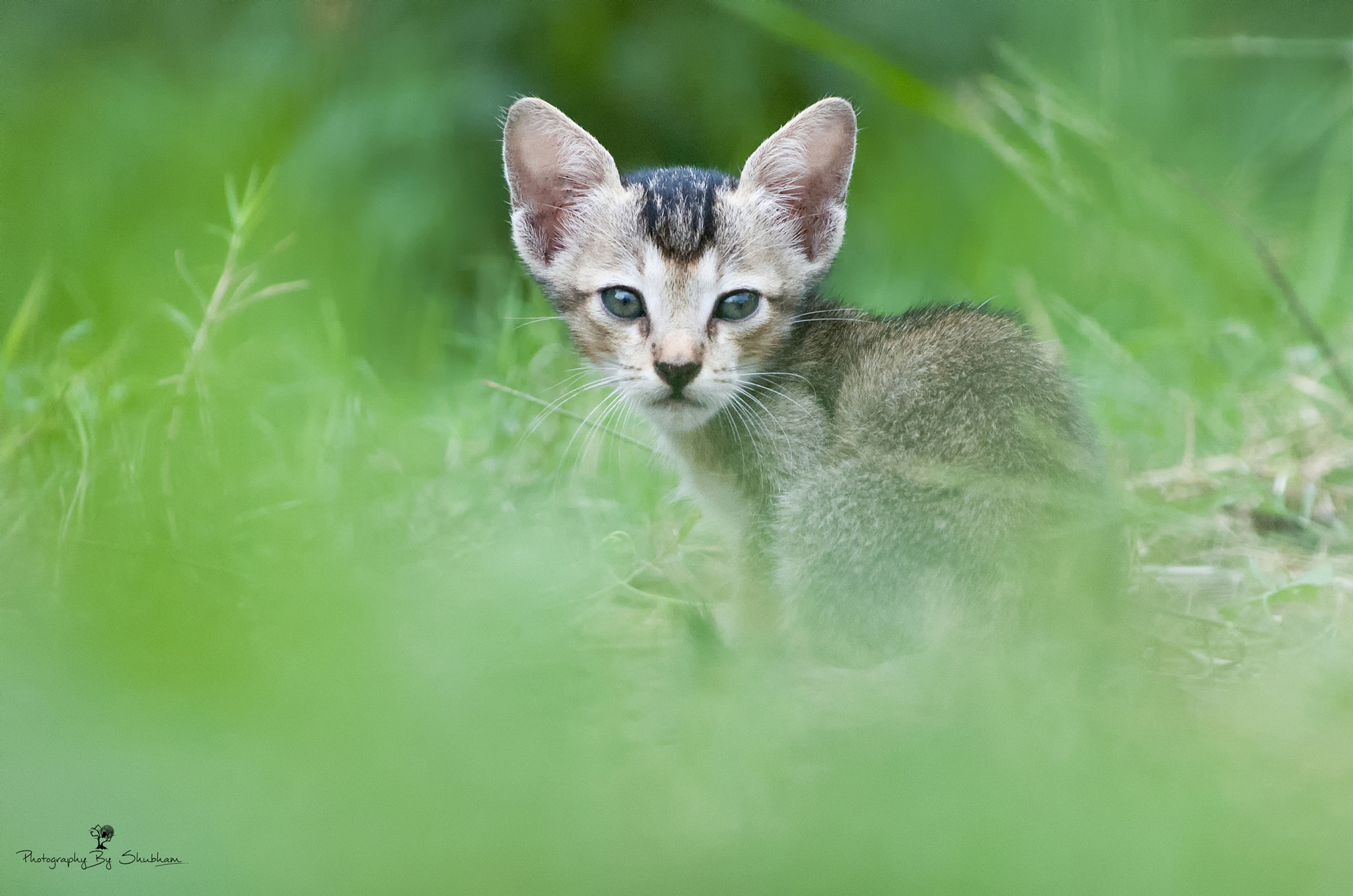 Nikon D70s sample photo. Kitty photography