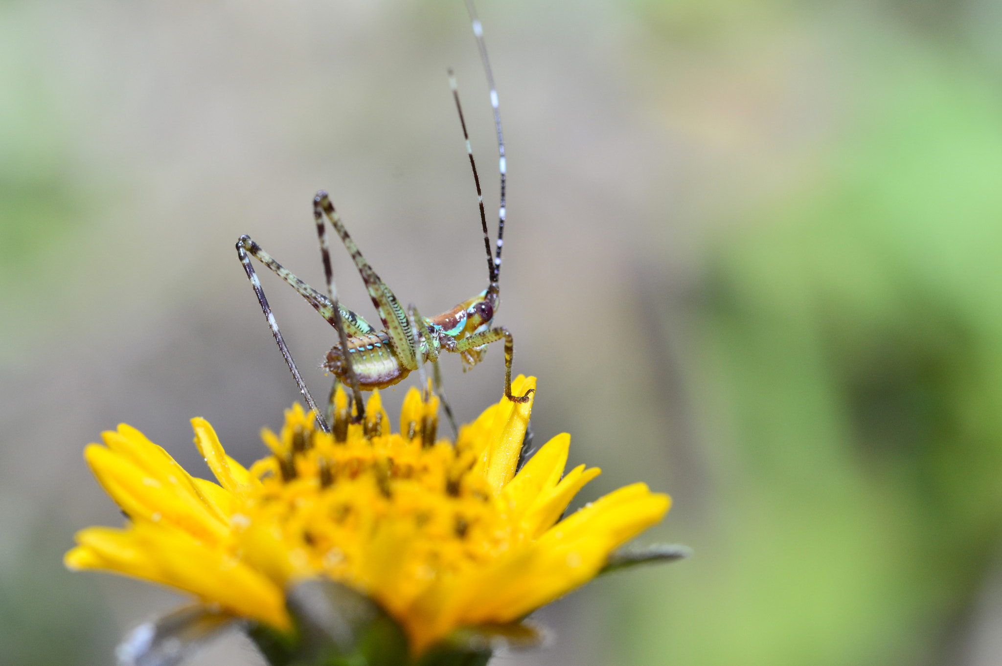 Nikon D3200 sample photo. Sobre a flor... photography