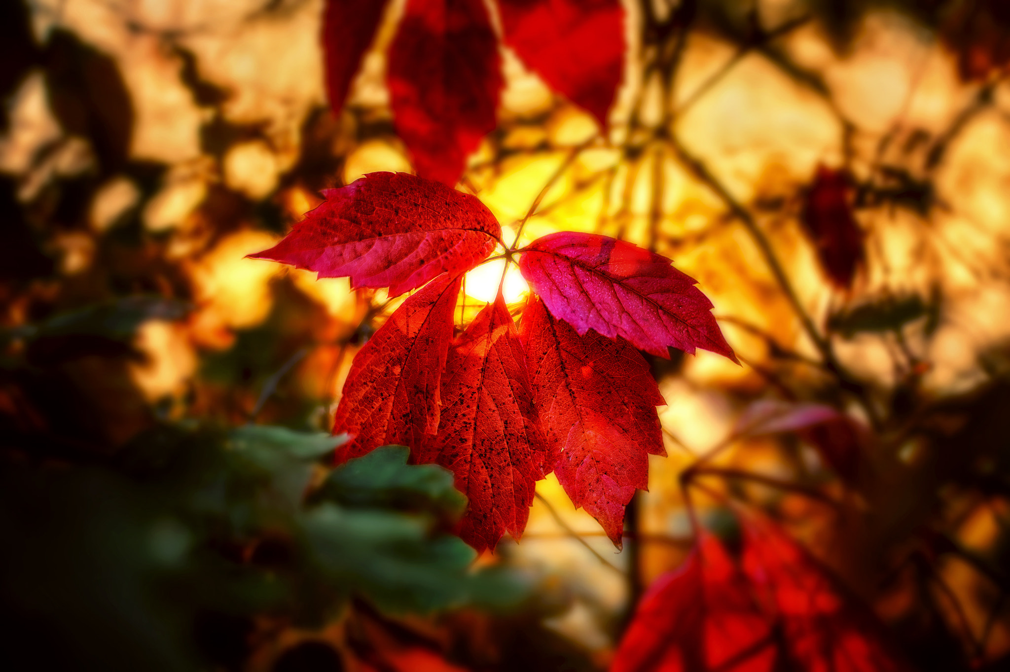 Nikon D4 sample photo. Autumn scenes photography