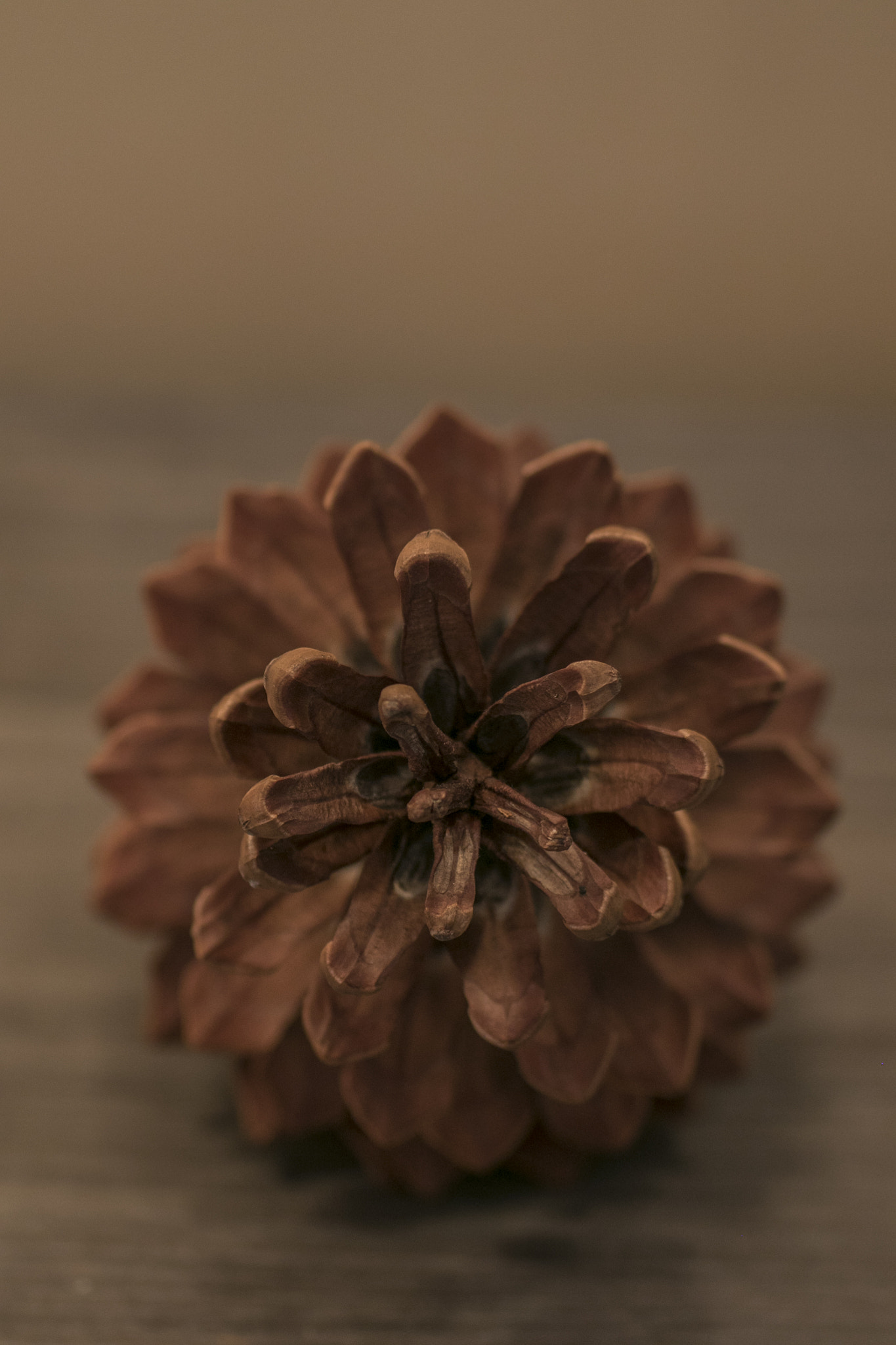Sigma 70mm F2.8 EX DG Macro sample photo. Blender, uskaprhet, fokus nr. 5 photography