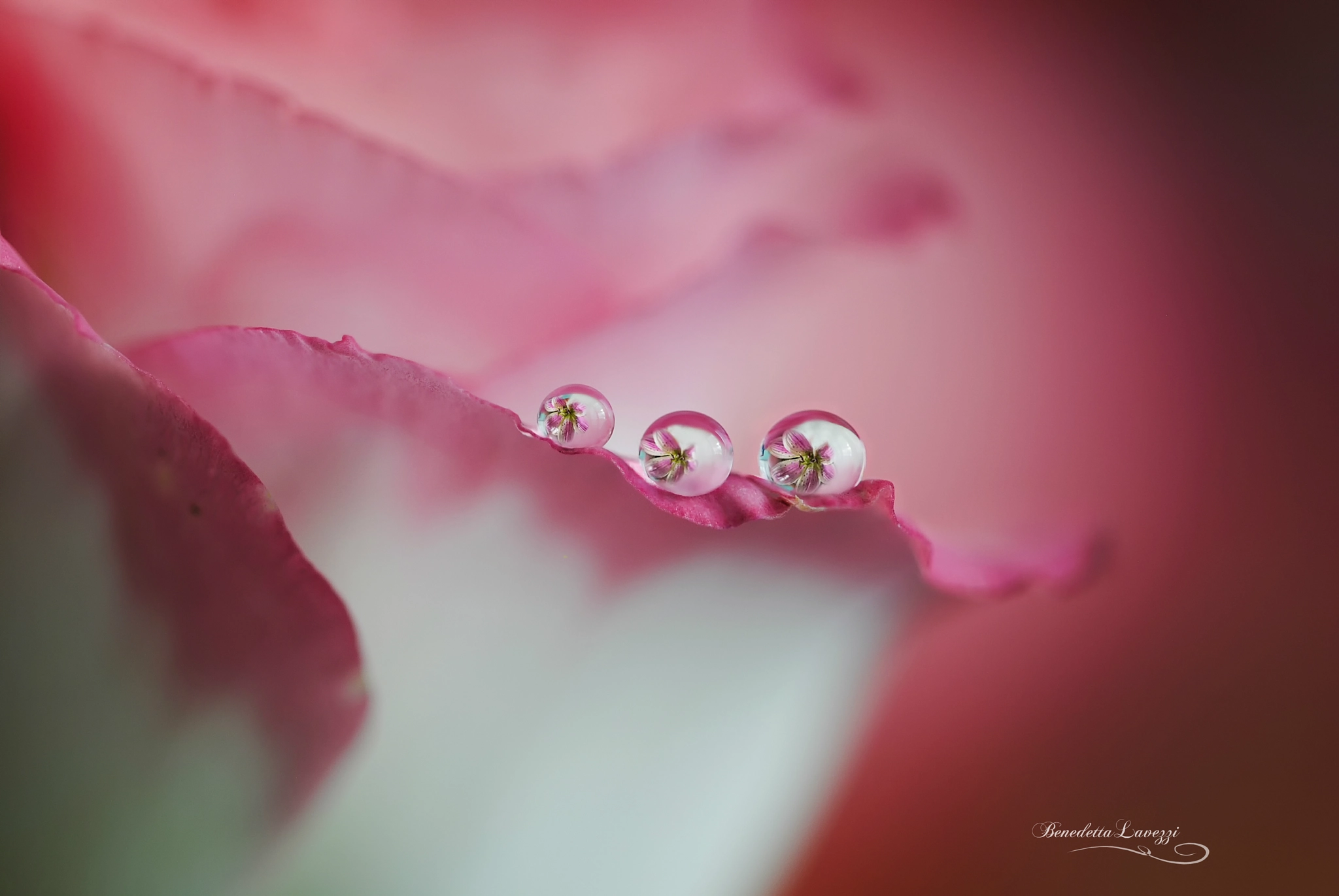 Sigma 105mm F2.8 EX DG OS HSM sample photo. Third eye photography