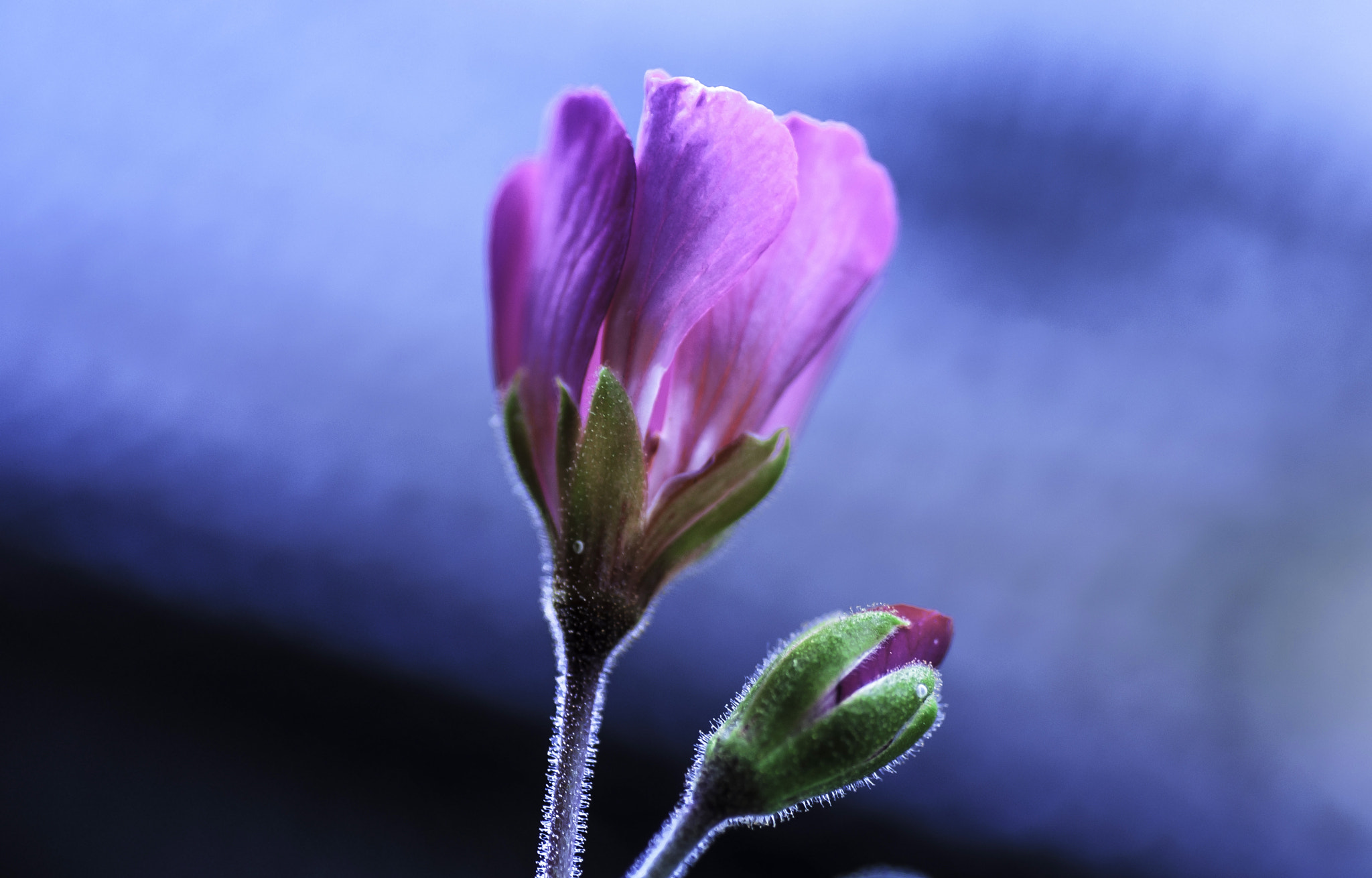 Nikon D5000 sample photo. Pink photography