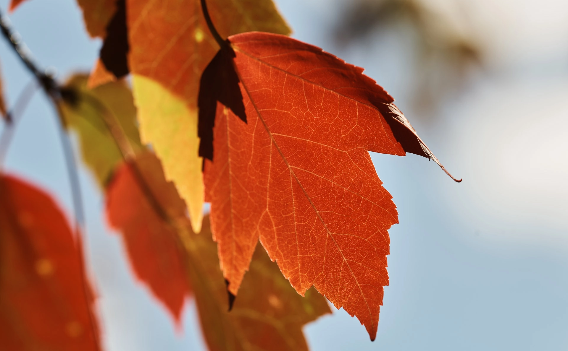 ZEISS Apo Sonnar T* 135mm F2 sample photo. Autumn photography