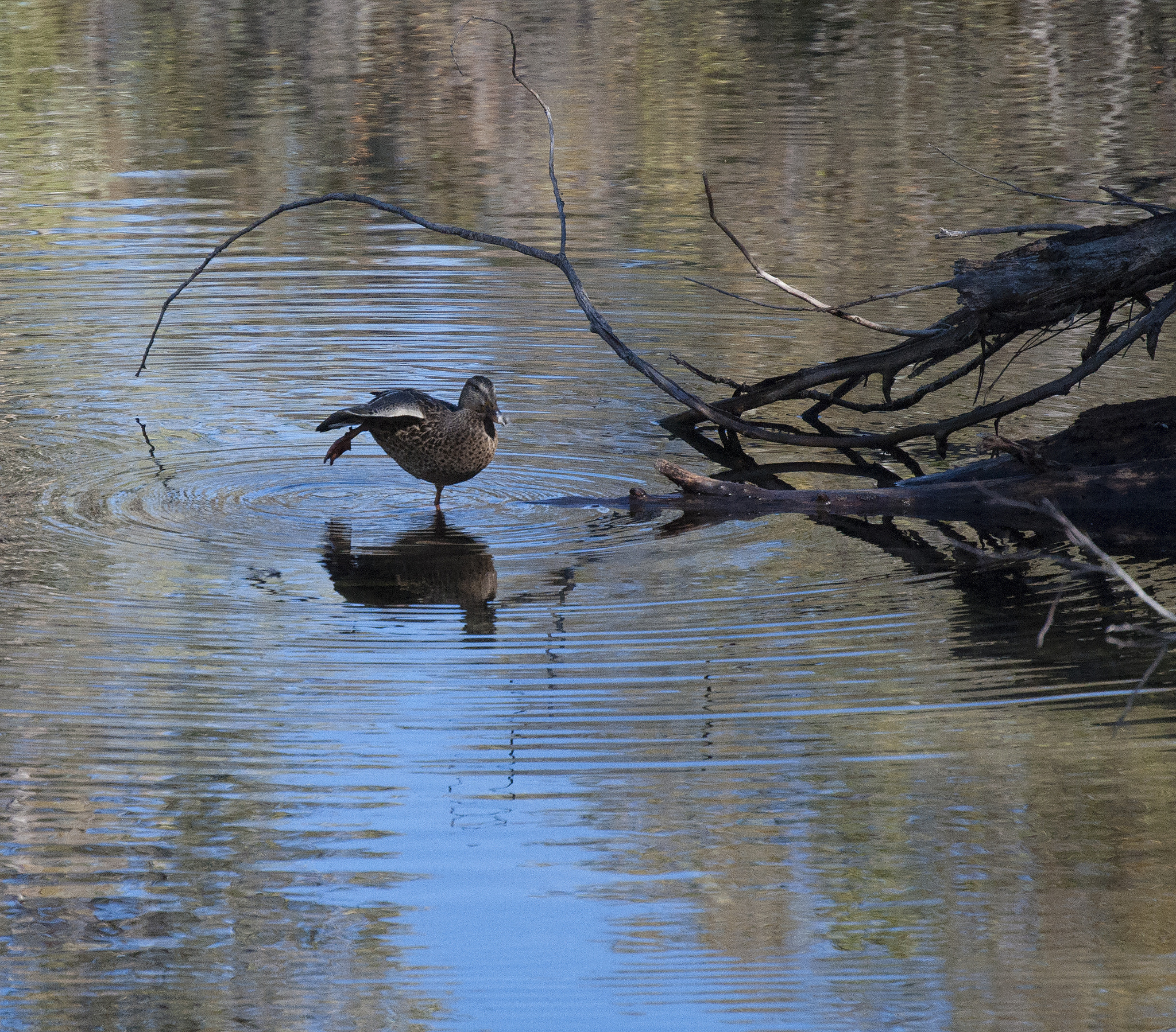 Nikon D5000 sample photo. Shaking it off photography