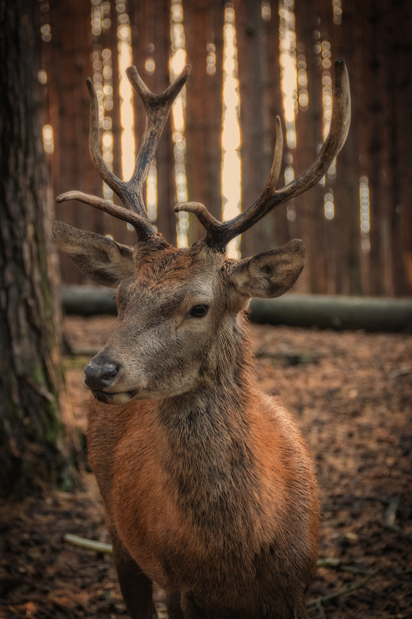 Canon EF 75-300mm F4.0-5.6 IS USM sample photo. Hirsch photography