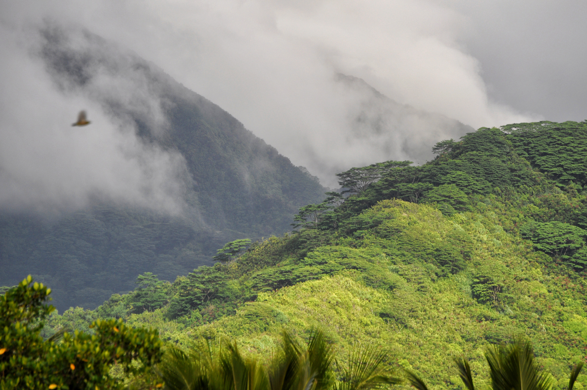 Nikon D5000 sample photo. Cloud shrouded ridges photography