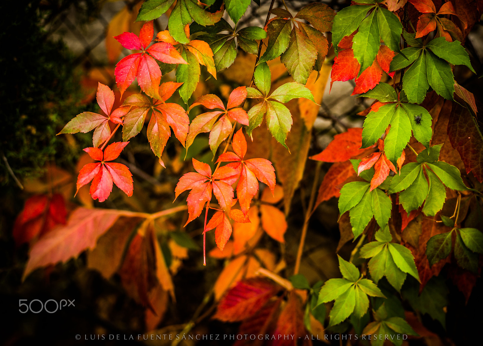 Leica APO-Summicron-M 90mm F2 ASPH sample photo. Colores de otoño photography