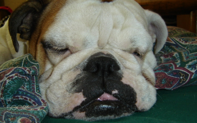 Sony DSC-P73 sample photo. Jesse resting after hard day at work photography