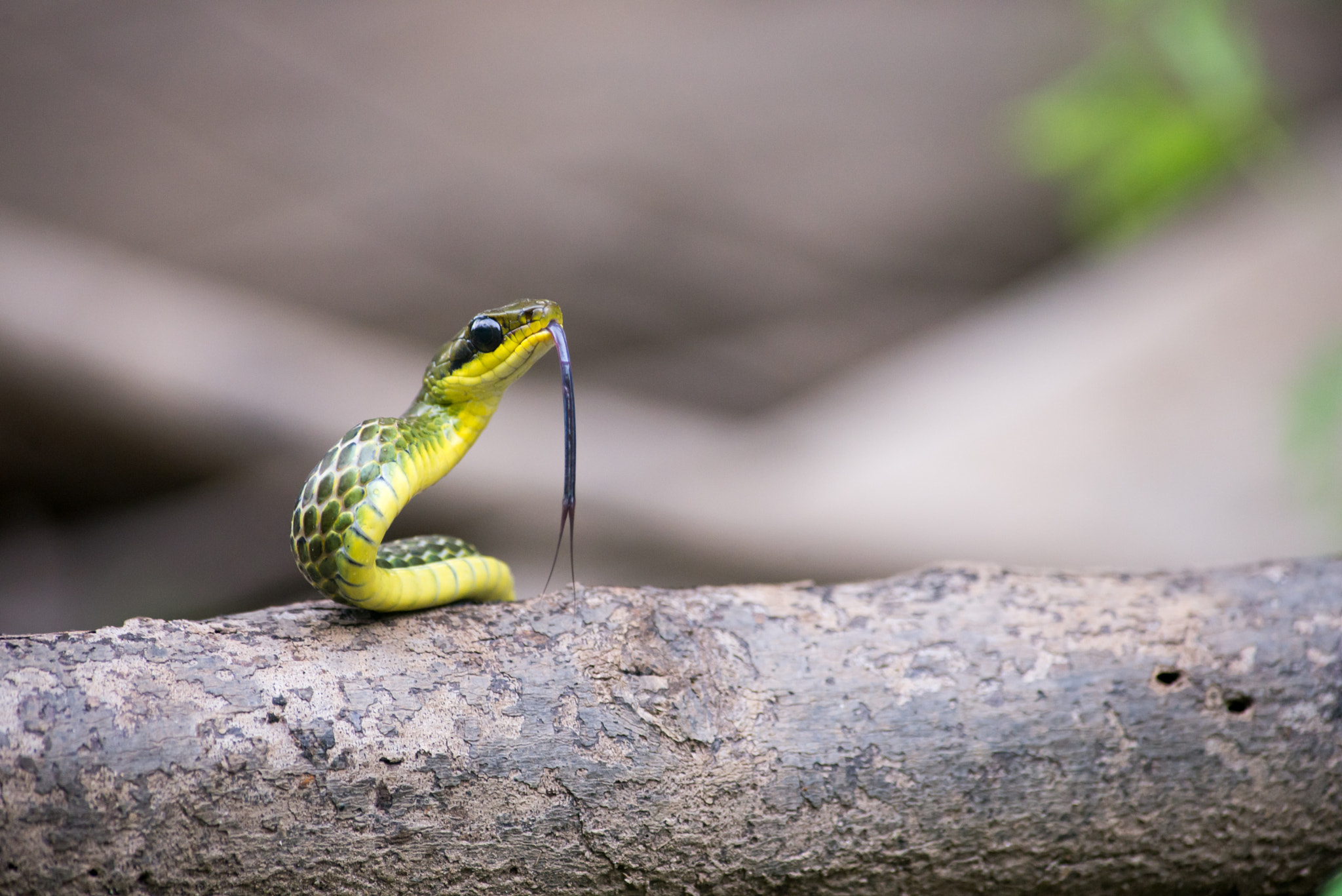 Nikon AF-S Nikkor 300mm F2.8G ED VR II sample photo. Olive whipsnake photography