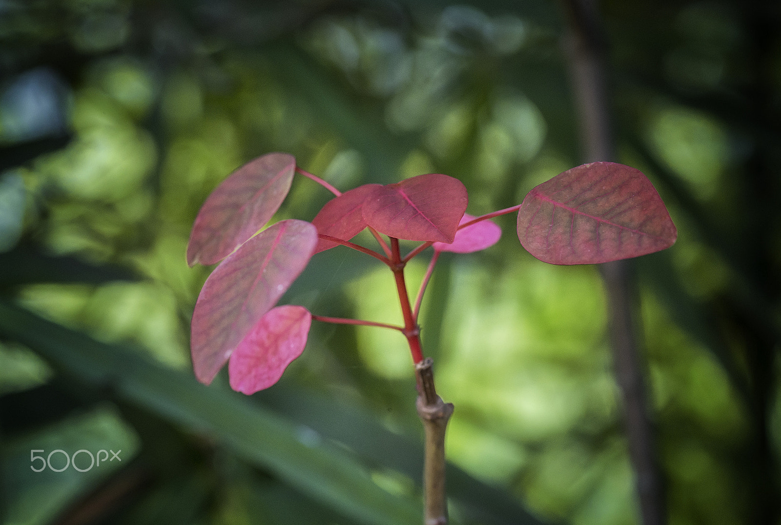 Canon EOS 6D + Tamron SP AF 90mm F2.8 Di Macro sample photo. Color contrast photography