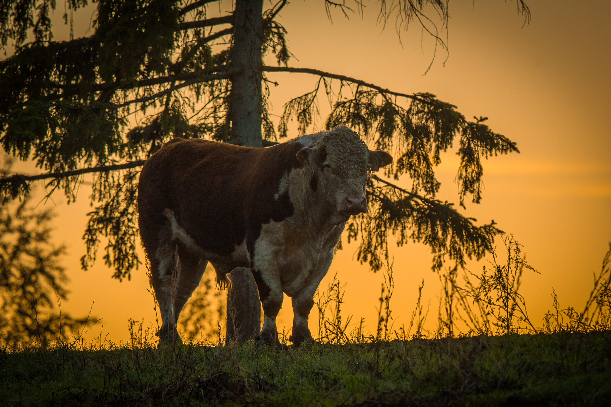 Canon EOS-1D X Mark II sample photo. The bull in the sunset photography