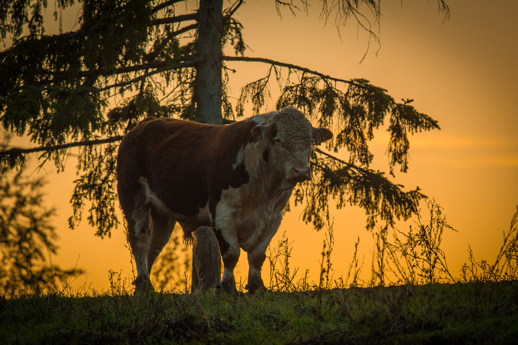 Canon EF 300mm F2.8L IS II USM sample photo. The bull in the sunset photography