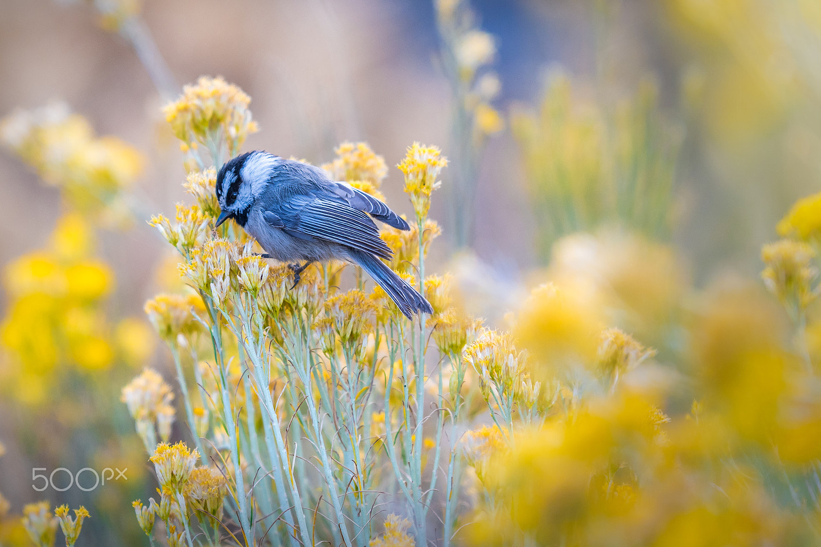 Nikon AF-S Nikkor 200mm F2G ED VR II sample photo. Feeding time photography