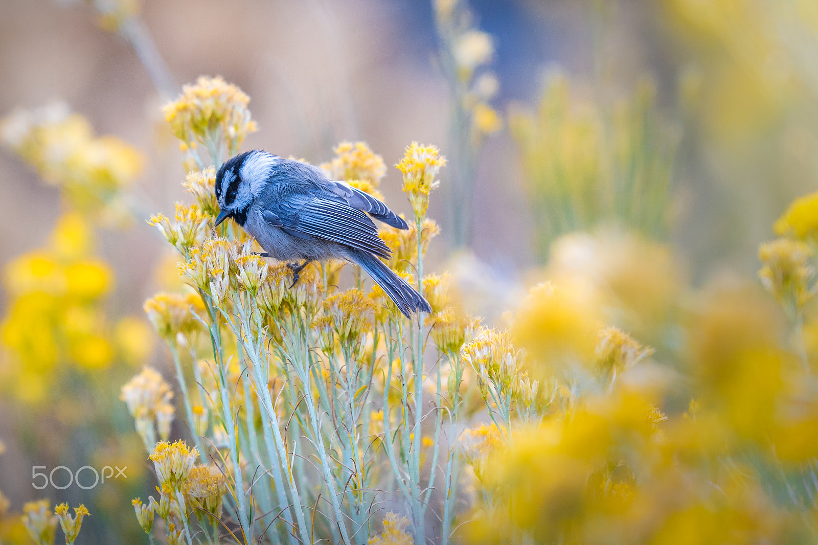 Nikon D500 + Nikon AF-S Nikkor 200mm F2G ED VR II sample photo. Feeding time photography