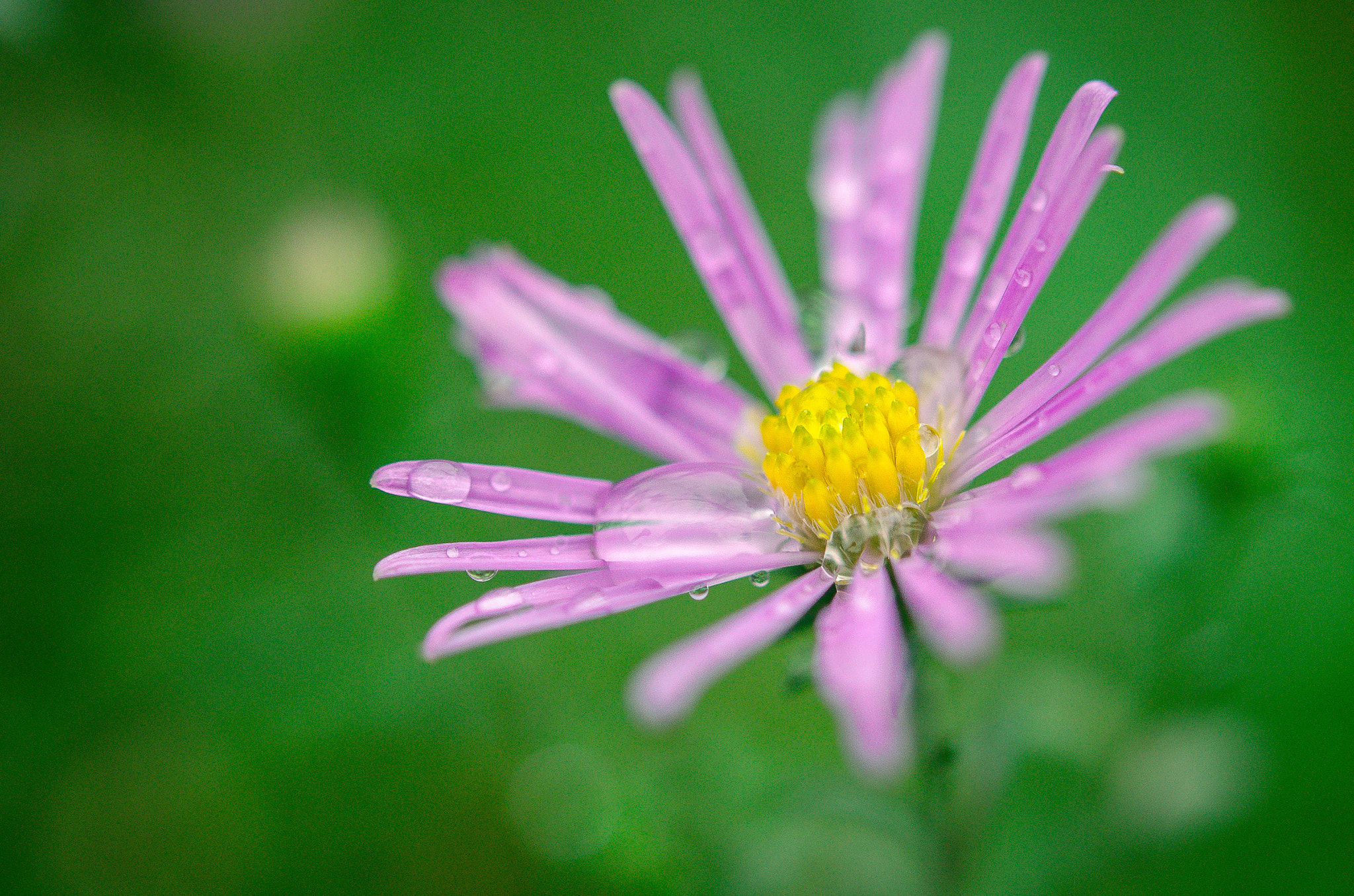 Nikon AF-S Micro-Nikkor 60mm F2.8G ED sample photo. After the rain photography