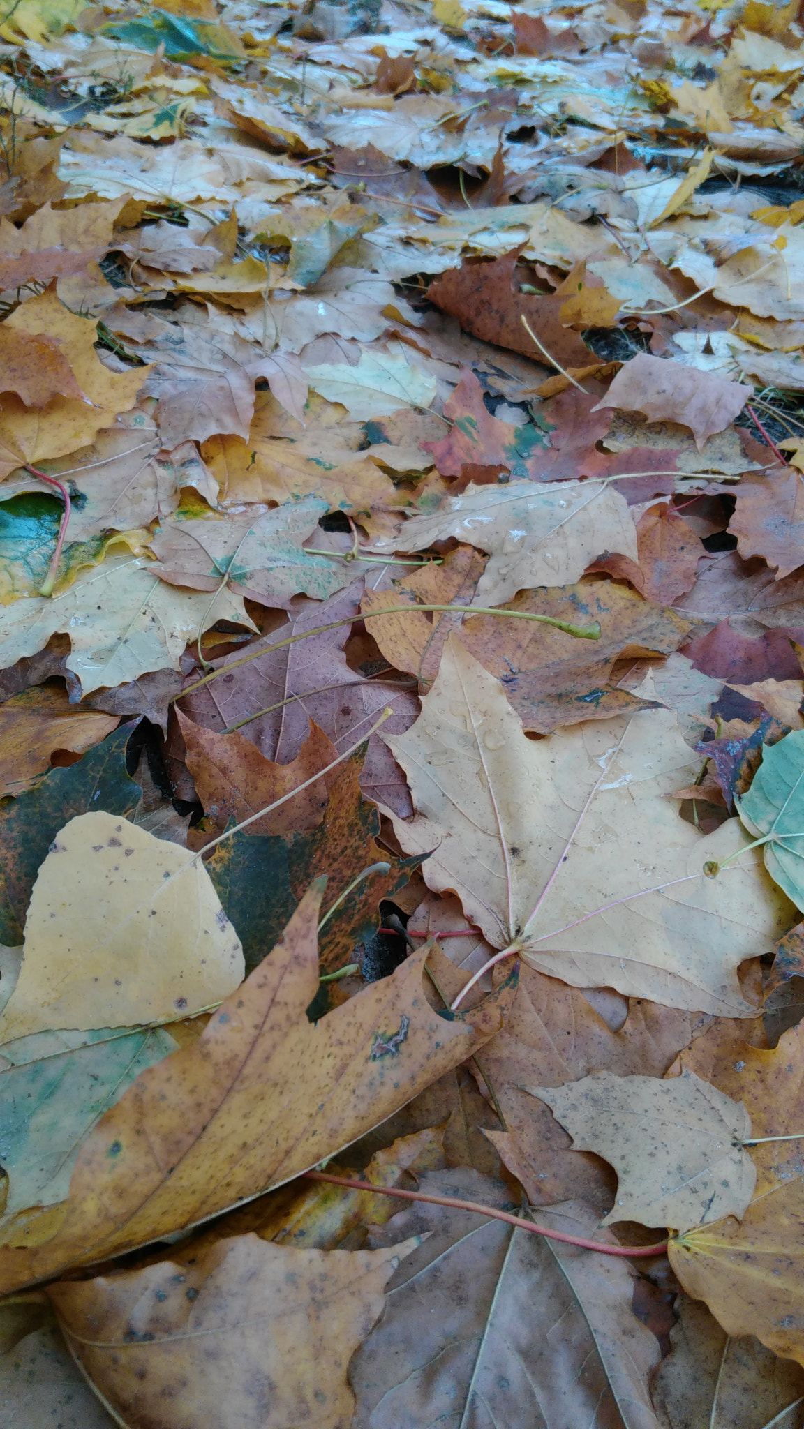 Lenovo S60-A sample photo. Осень photography